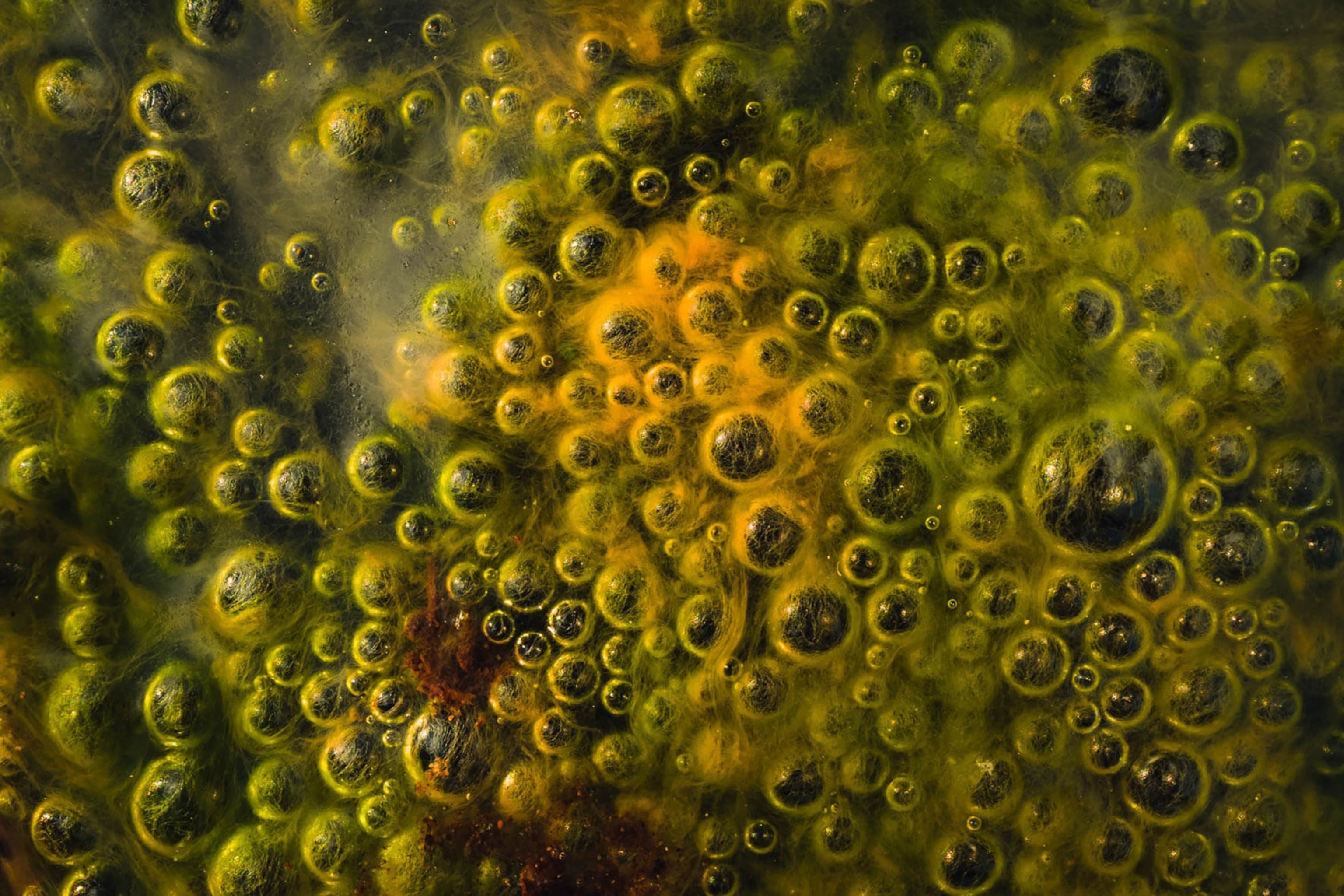 Trapped air bubbles form on the surface of still water in a small moorland in the Sachsenwald Forest near Hamburg, Germany. Jan Erik Waider's image shows the natural patterns of green and yellow, as well as varying textures, created by the algae and aquatic plants sitting just beneath the translucent bubbles. These patterns are shaped by growth, decay, and changing conditions in the water.