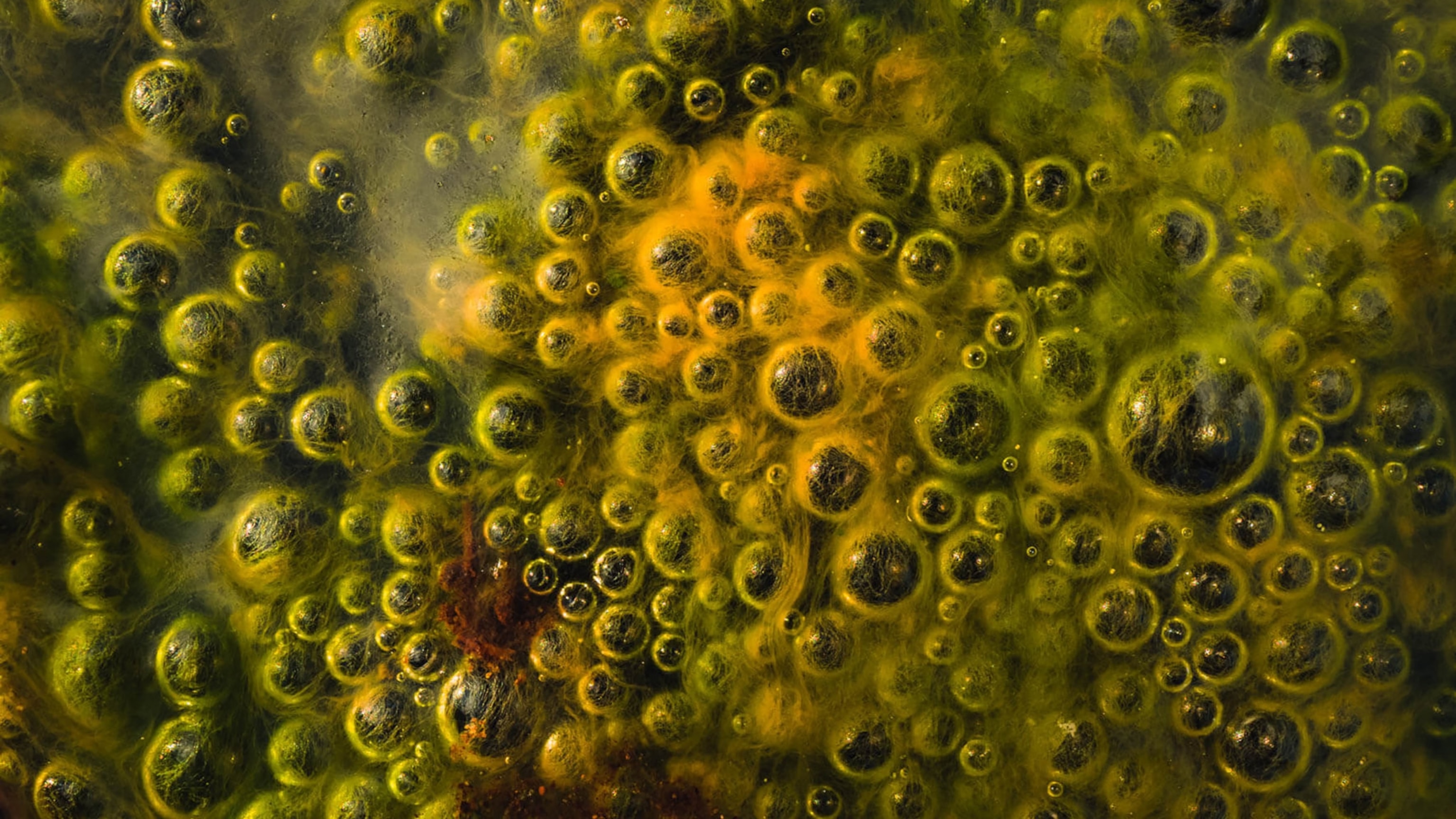 23 Classic Nat Geo Images, From a Flamboyance of Flamingos to the Northern Lights