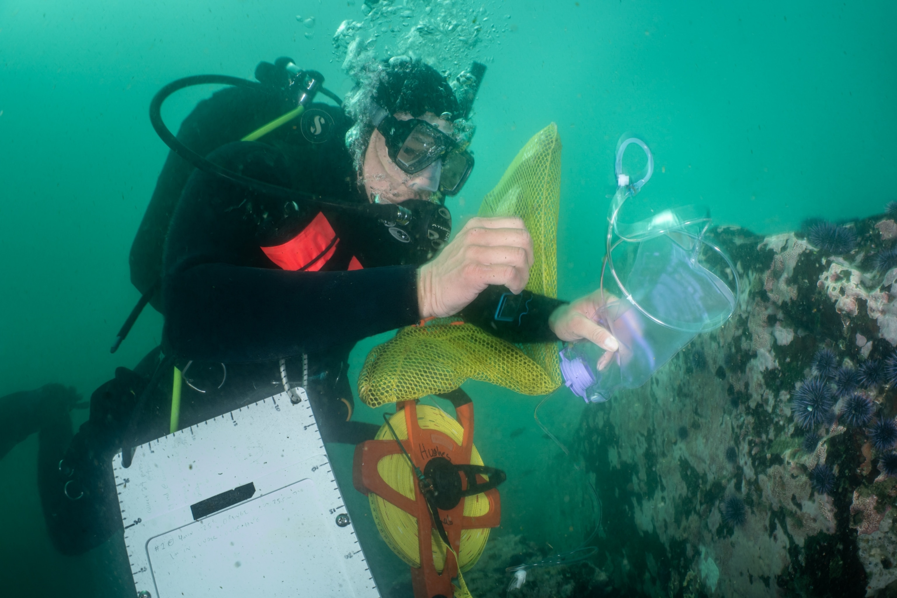 ndrew Kim collecting one of the first ever sunflower sea star eDNA samples underwater