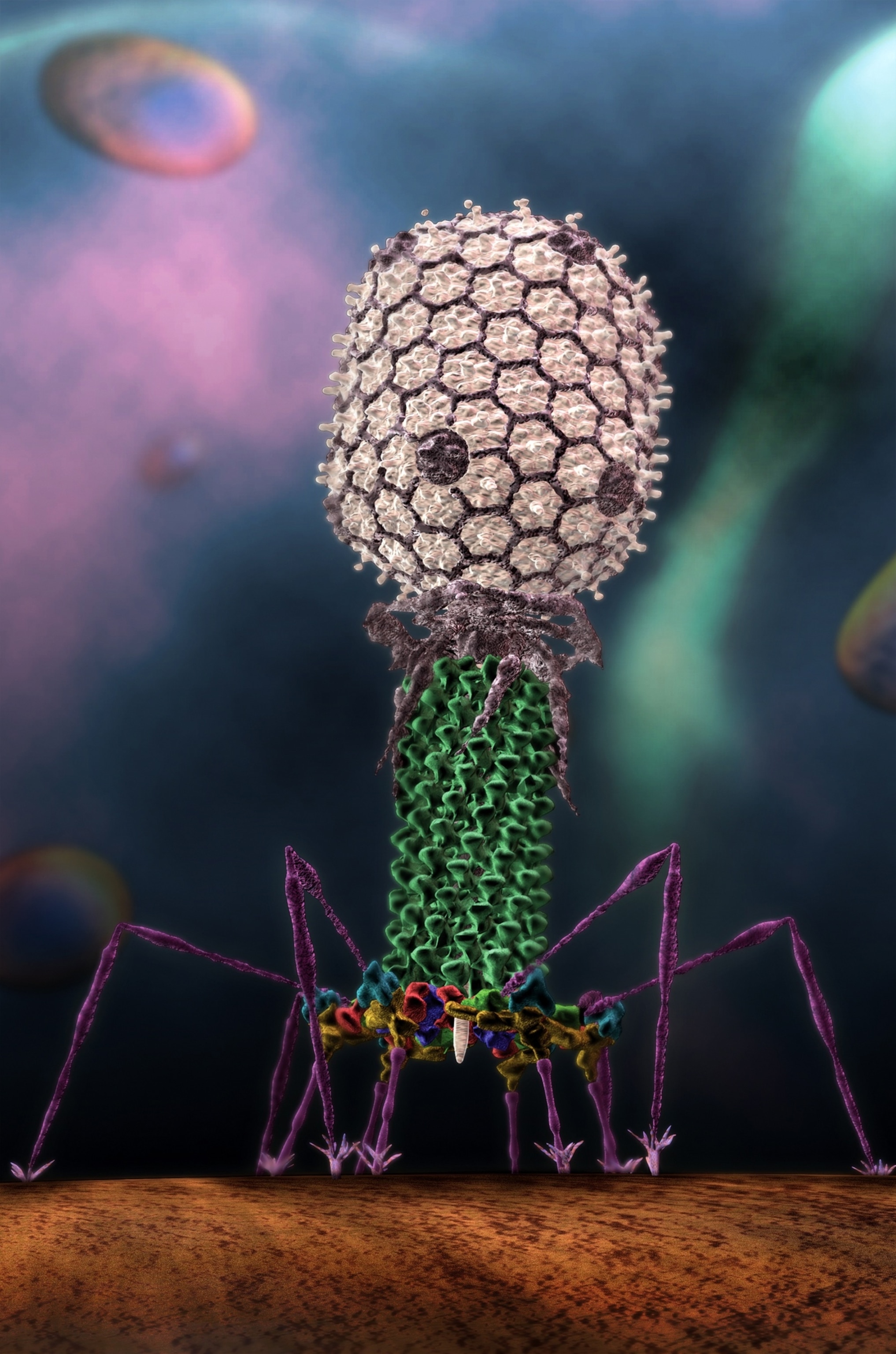 T4 phage, via Purdue University and Seyet LLC Source: https://news.uns.purdue.edu/x/2008b/081118SeyetGraphic.html