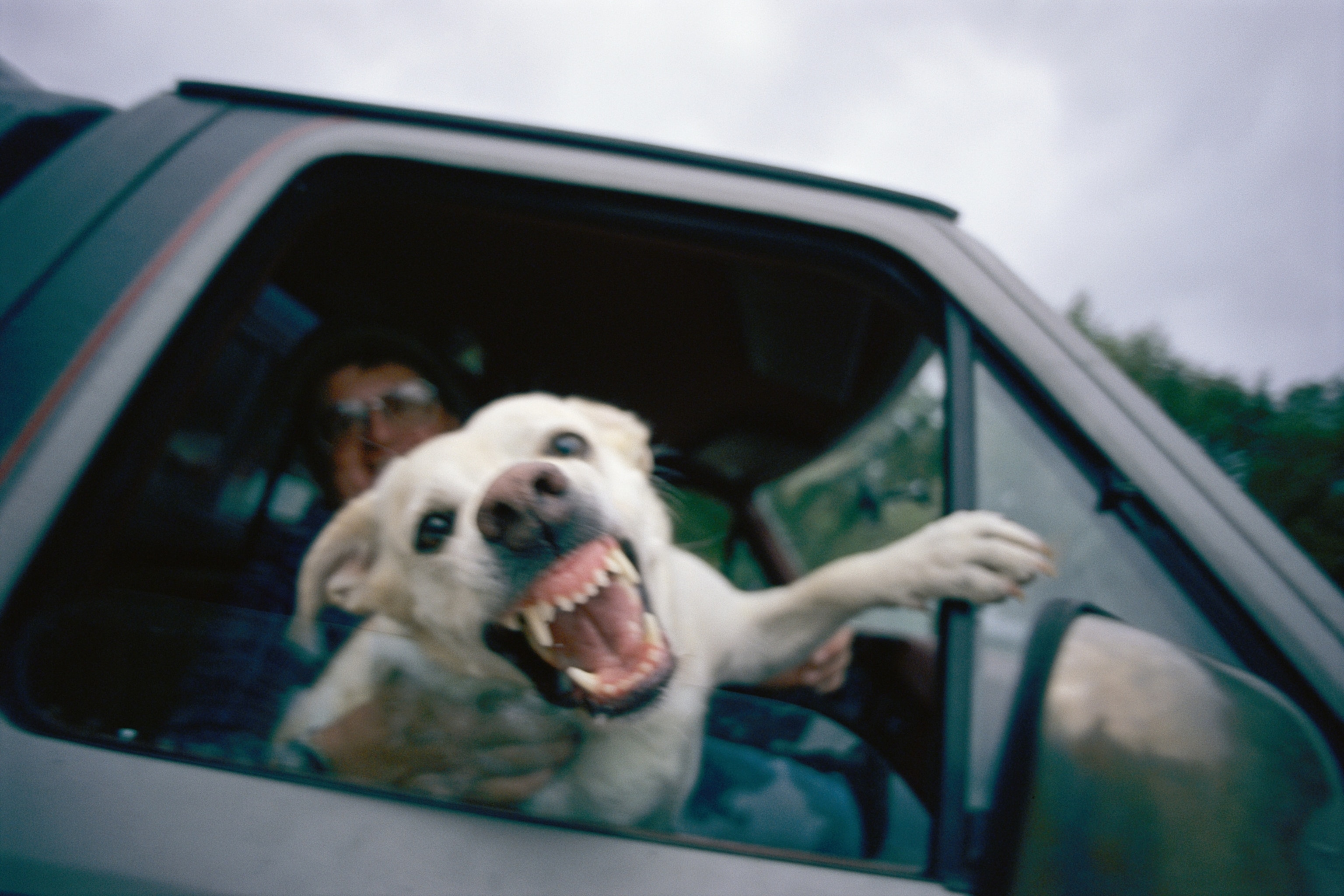 a Boston terrier sniffing a flower in a garden.