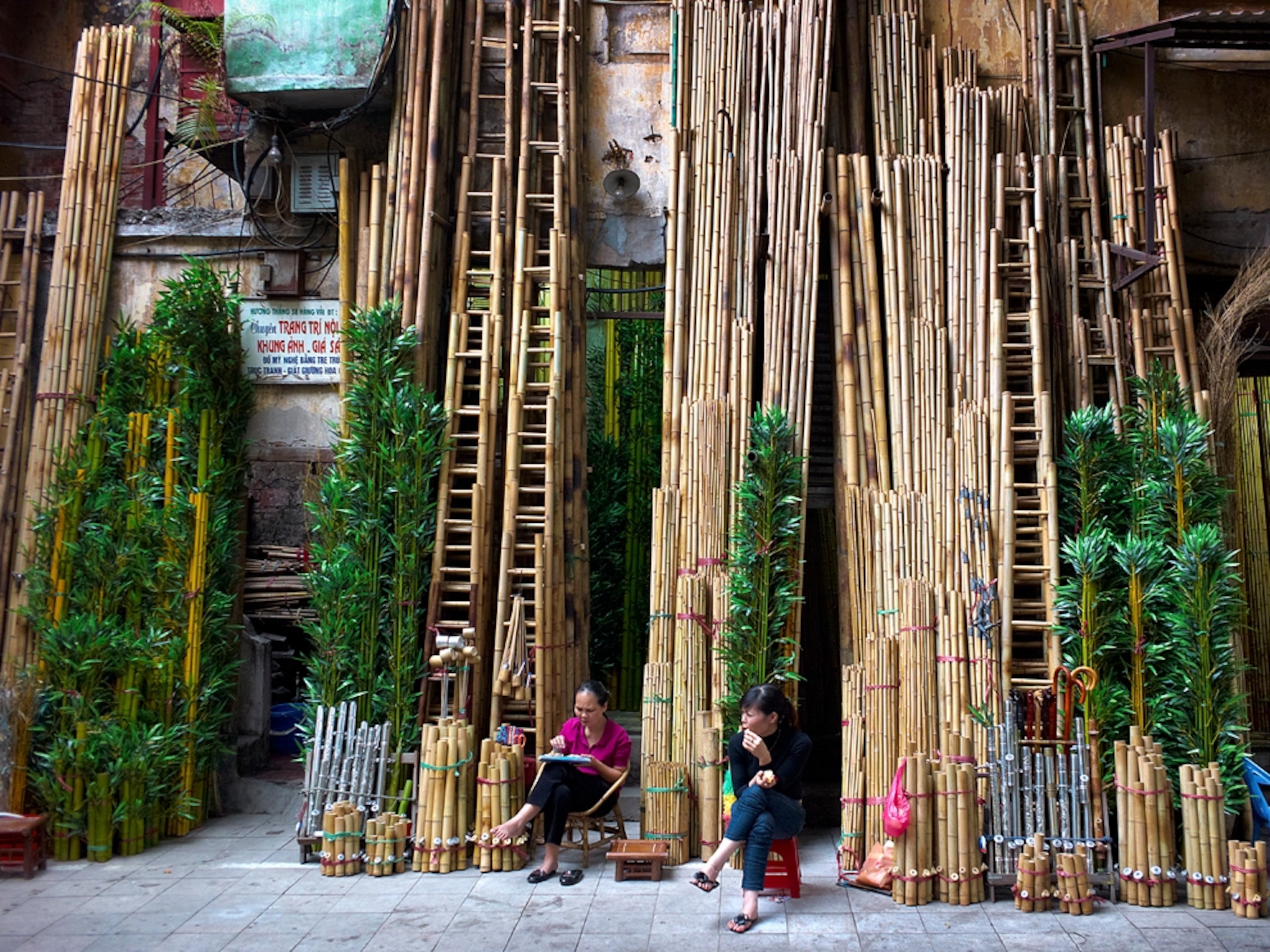 Bamboo stalks at store