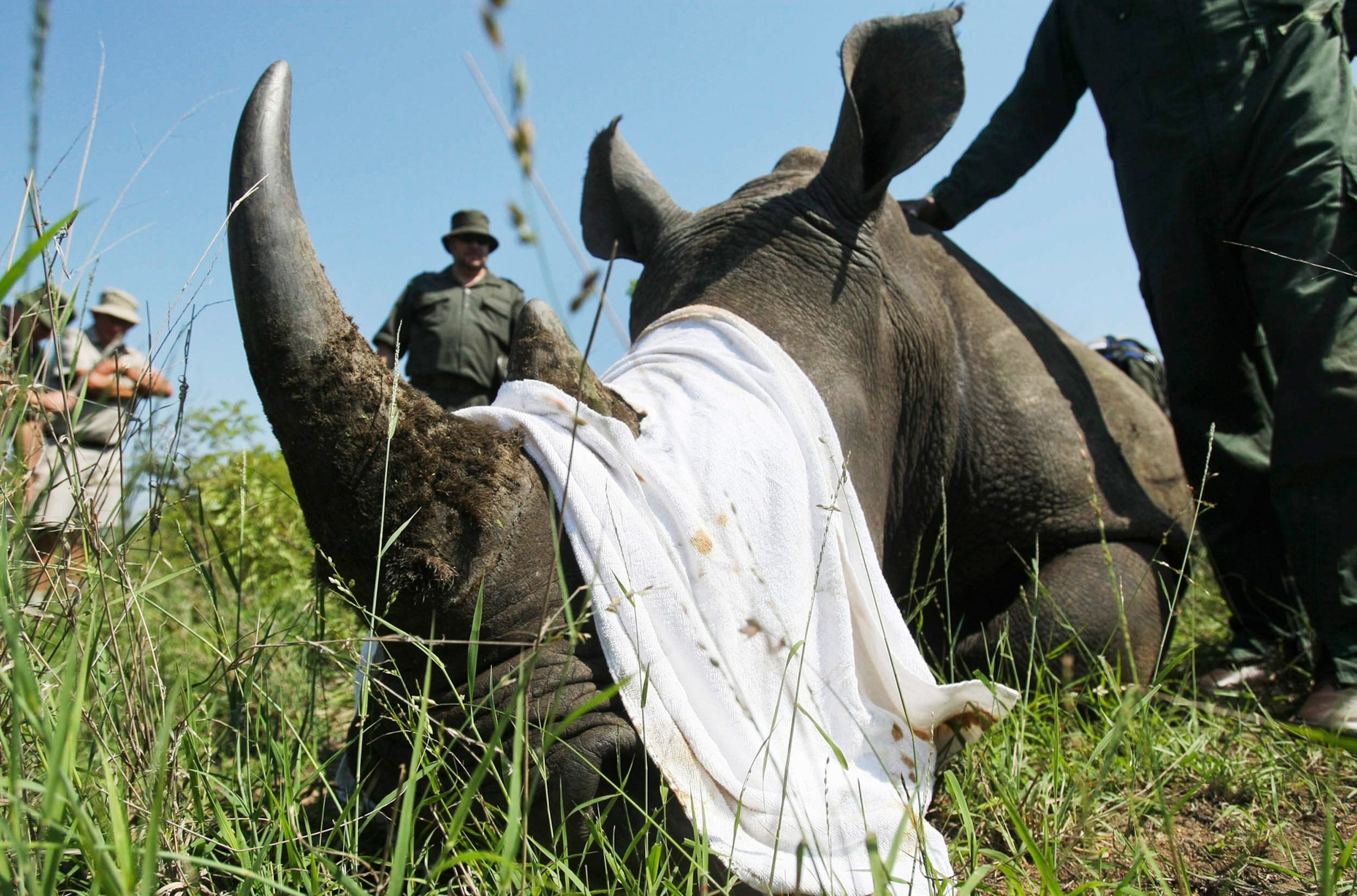 a rhino being tranquilized by park rangers