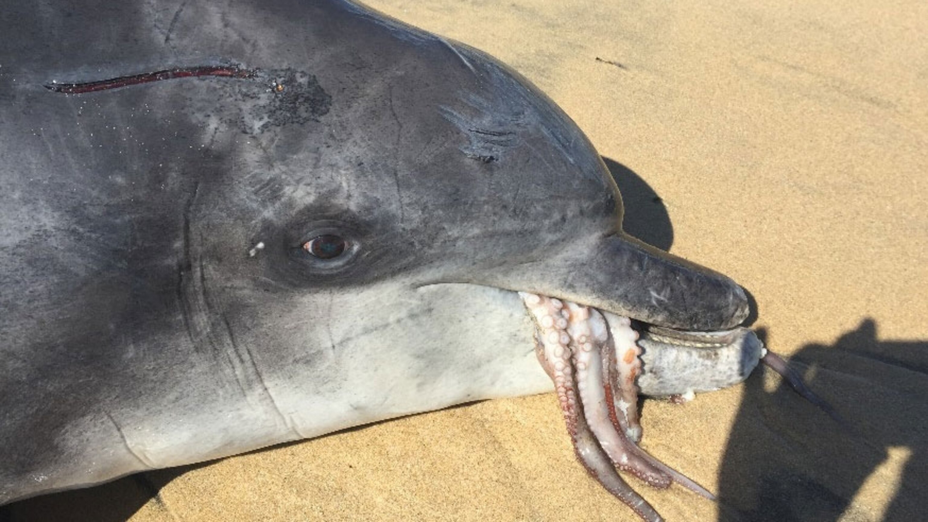 Octopus Chokes Dolphin to Death in First-Ever Discovery | National