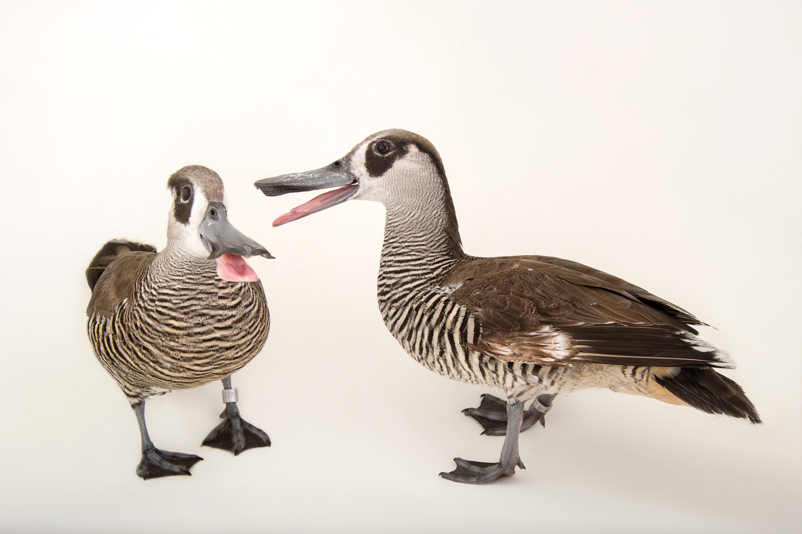 a pink-eared duck at Sylvan Heights Bird Park, Scotland Neck, North Carolina