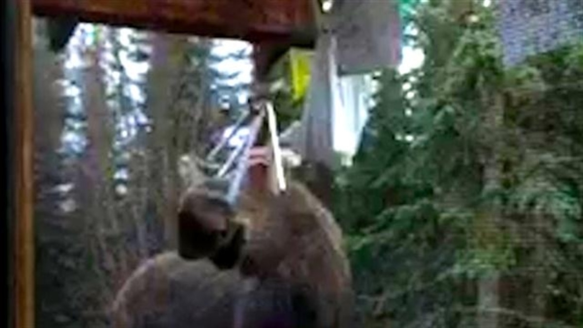 Watch Moose 'Playing' Wind Chimes National Geographic