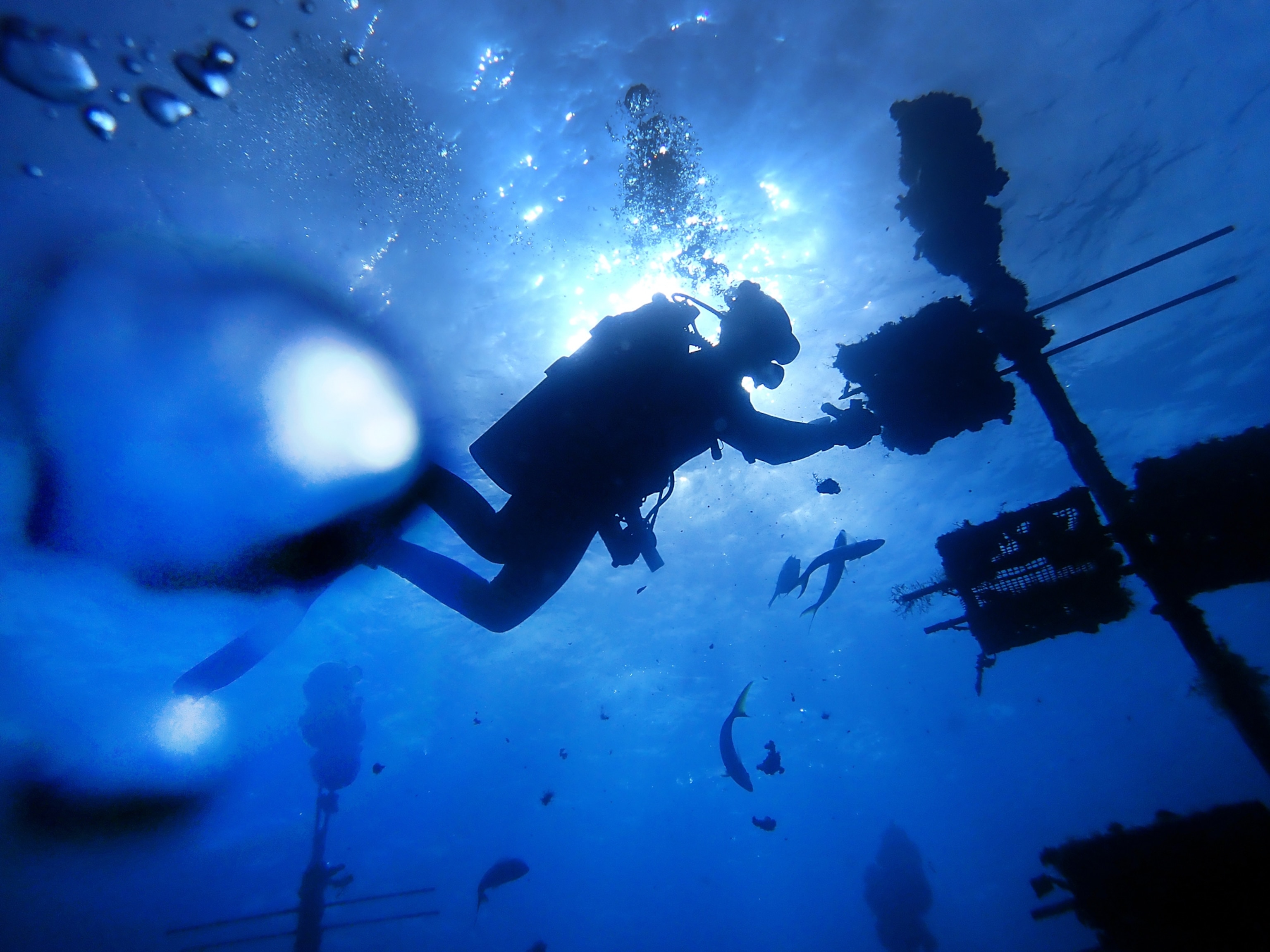 Isla morada, Florida July 24, 2023 Nikkie Cox, of Coral Restoration Foundation works on retrieving young coral transplants that will be removed from the ocean nursery for safe keeping in land-based aquariums.