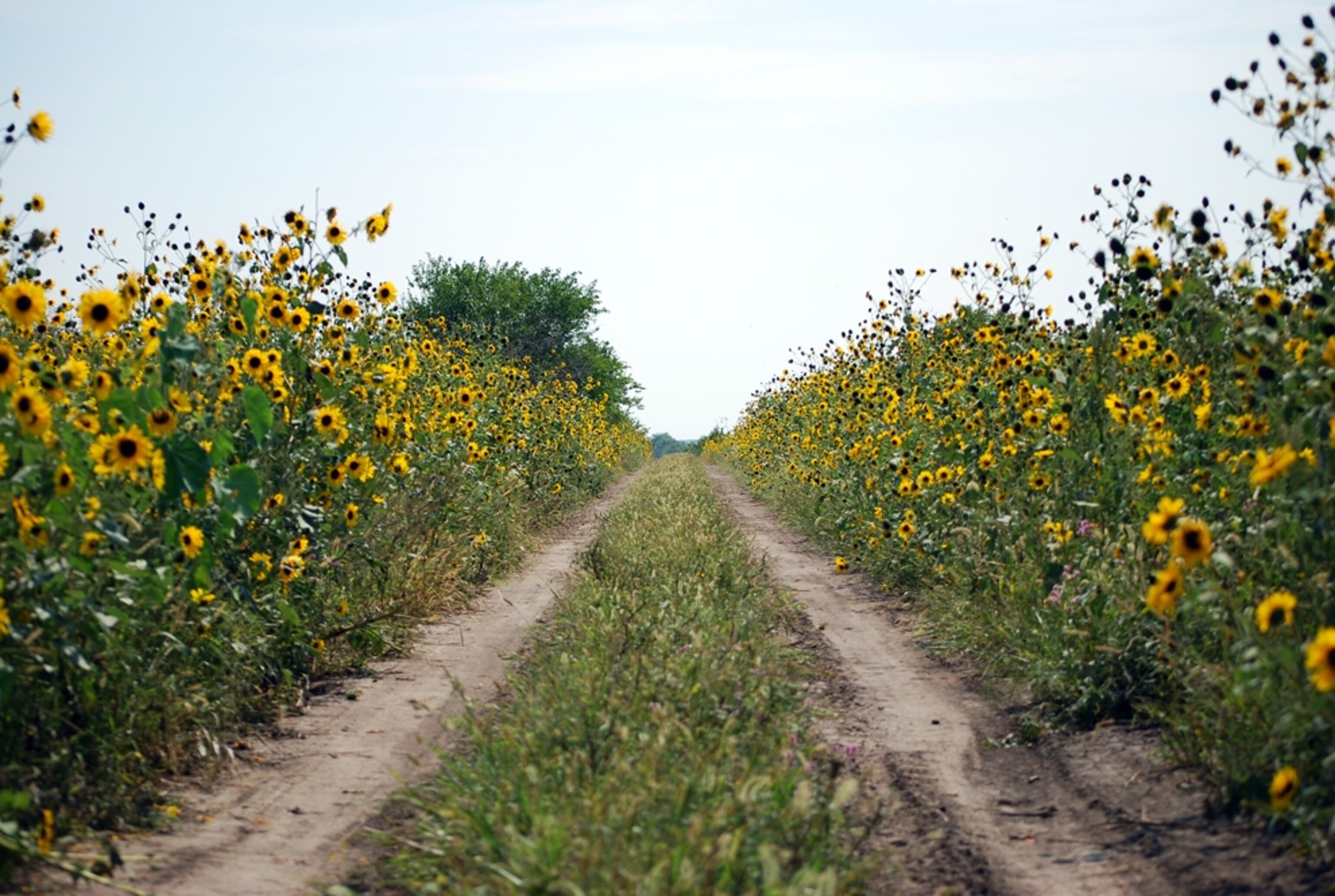 Sunflowers on a country road