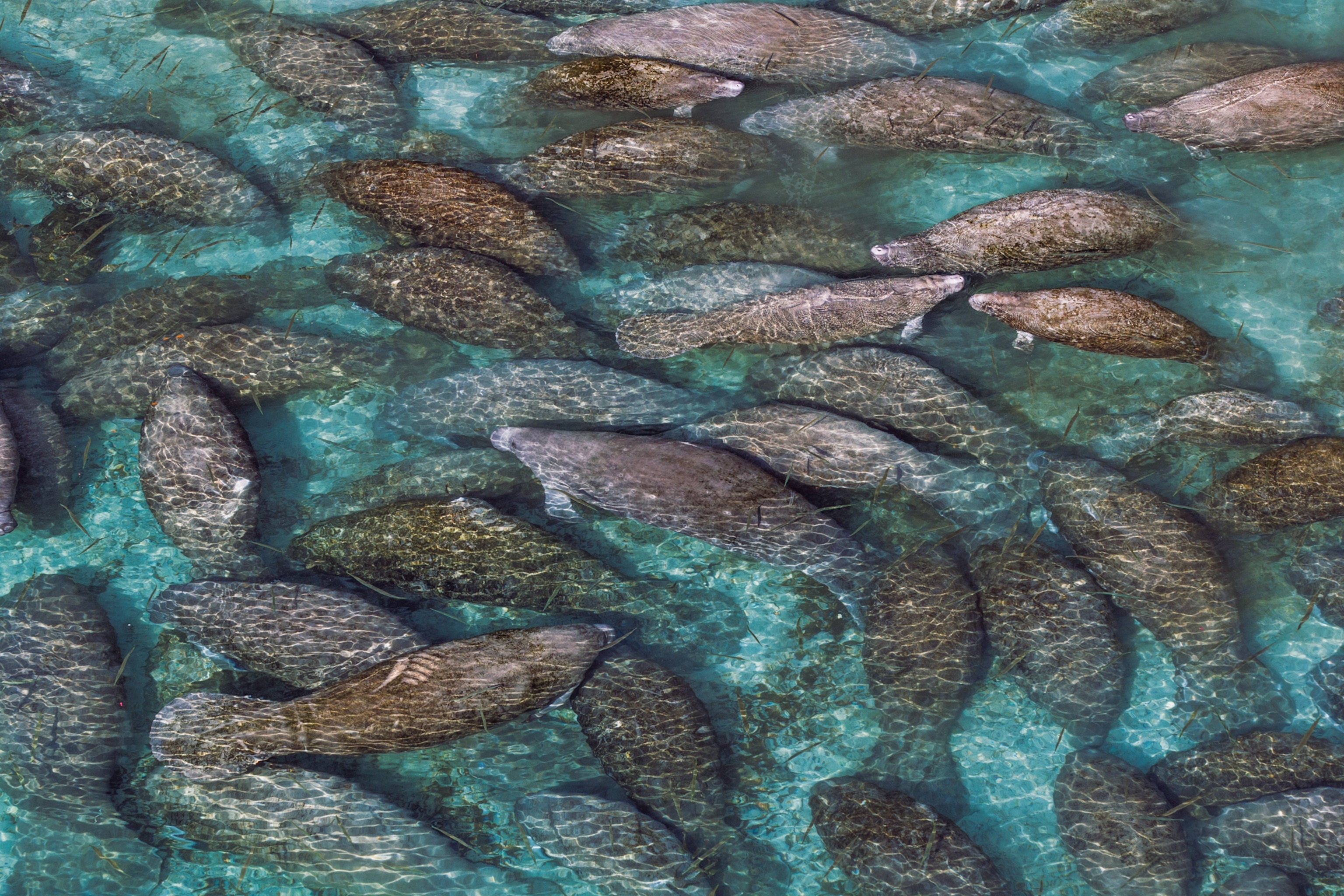 Manatees congregating