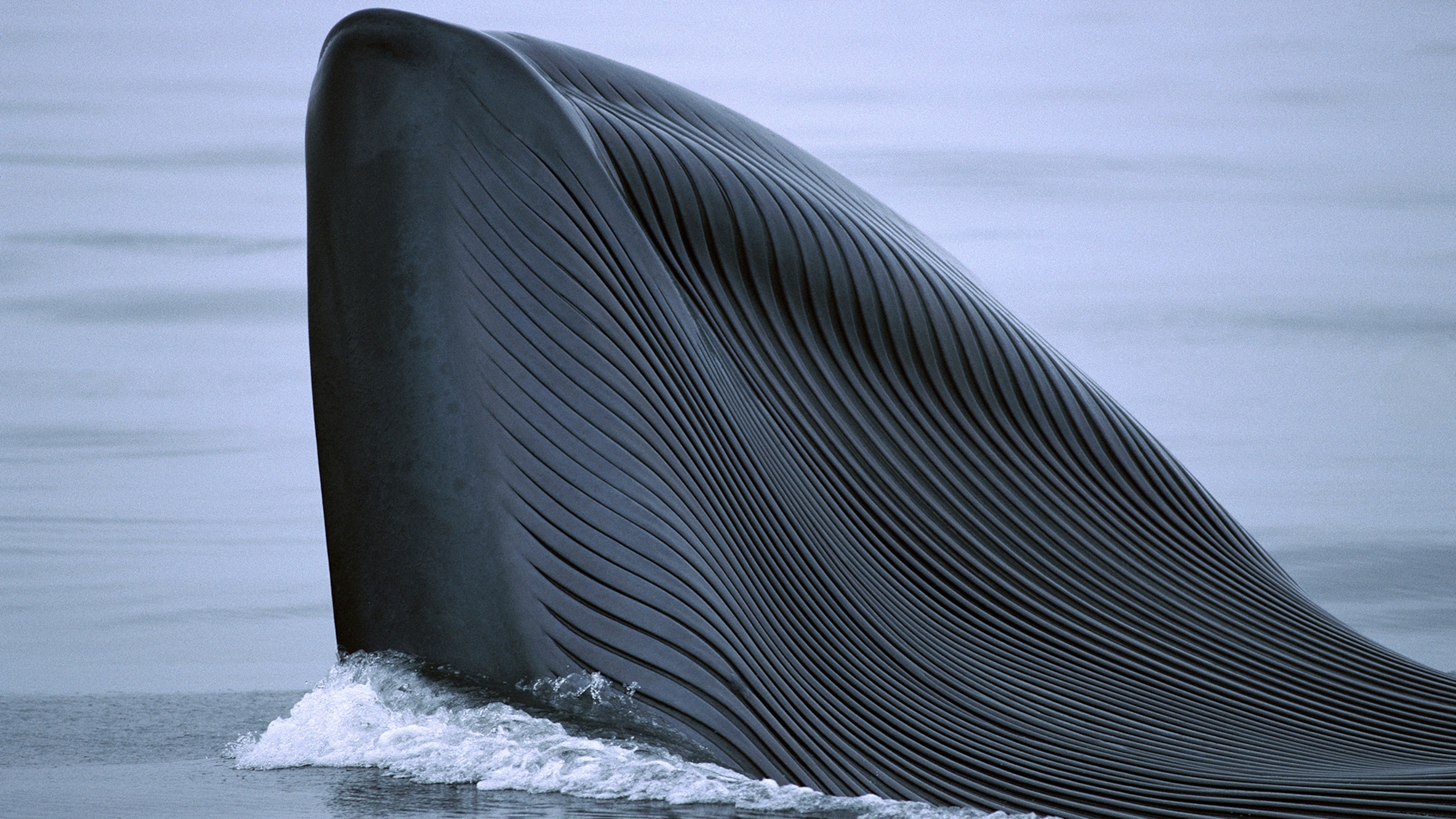 Blue Whale Tongue Size