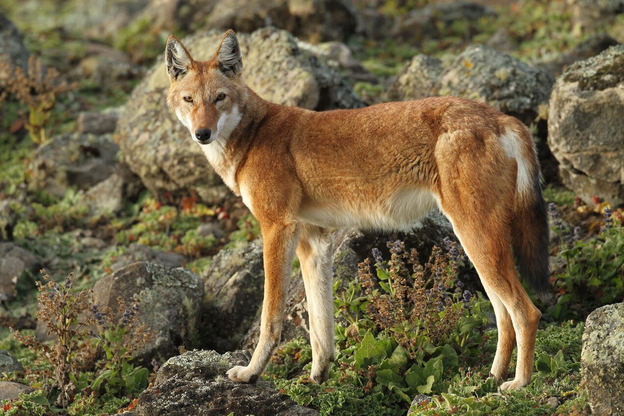 01_ethiopian_wolf.jpg