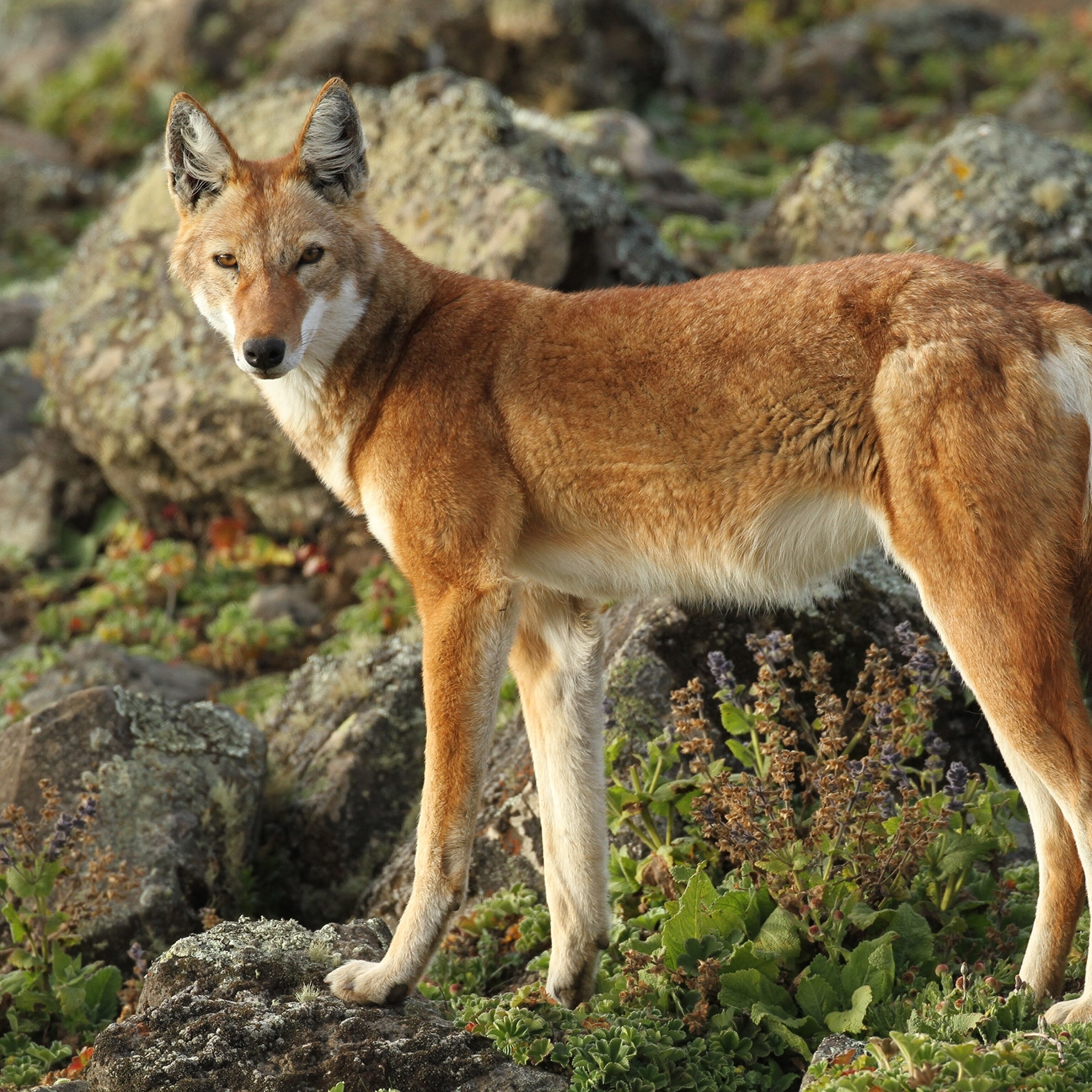 Ethiopian Wolf | peacecommission.kdsg.gov.ng