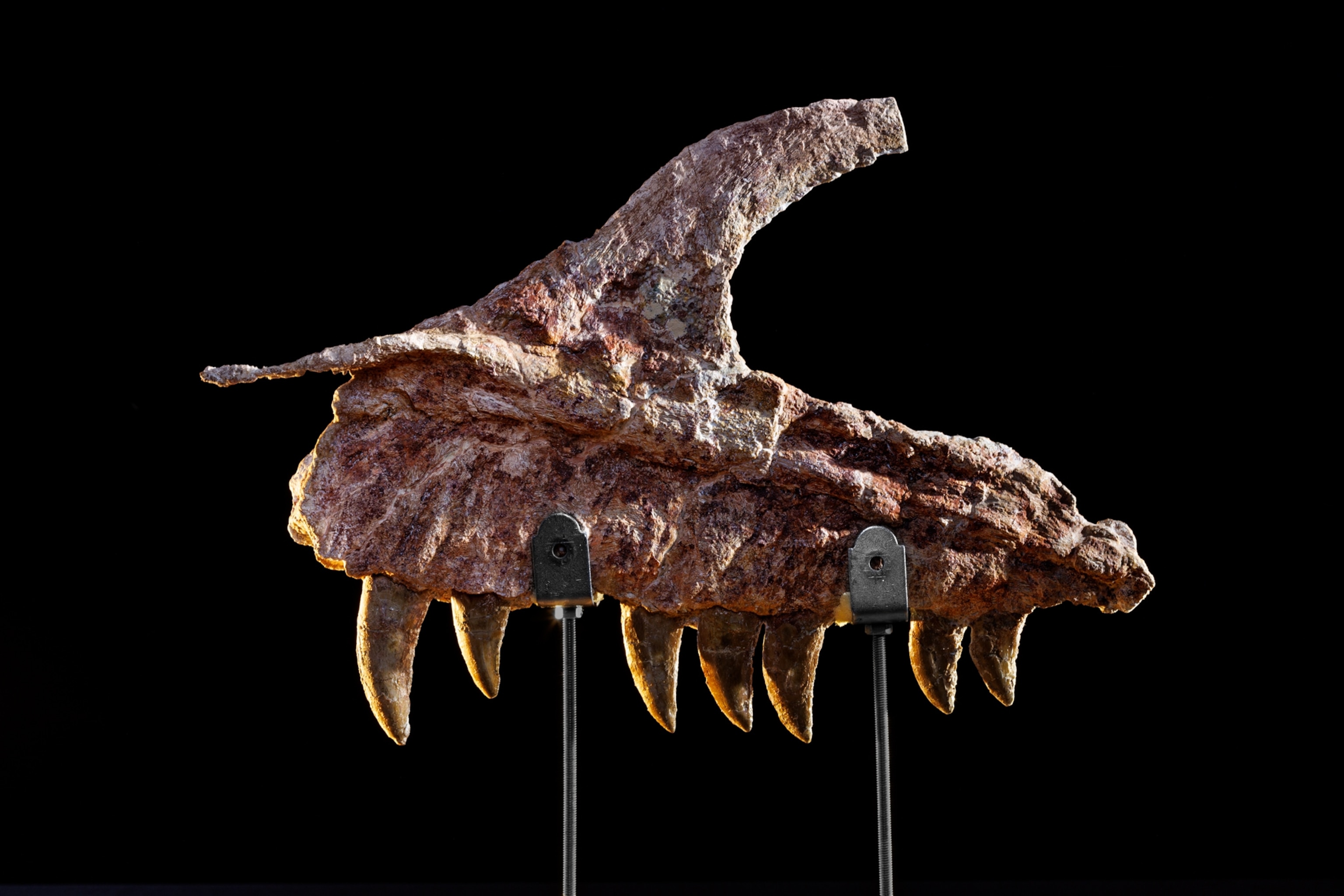 A fossilized jaw of an abelisaurid against a black background.