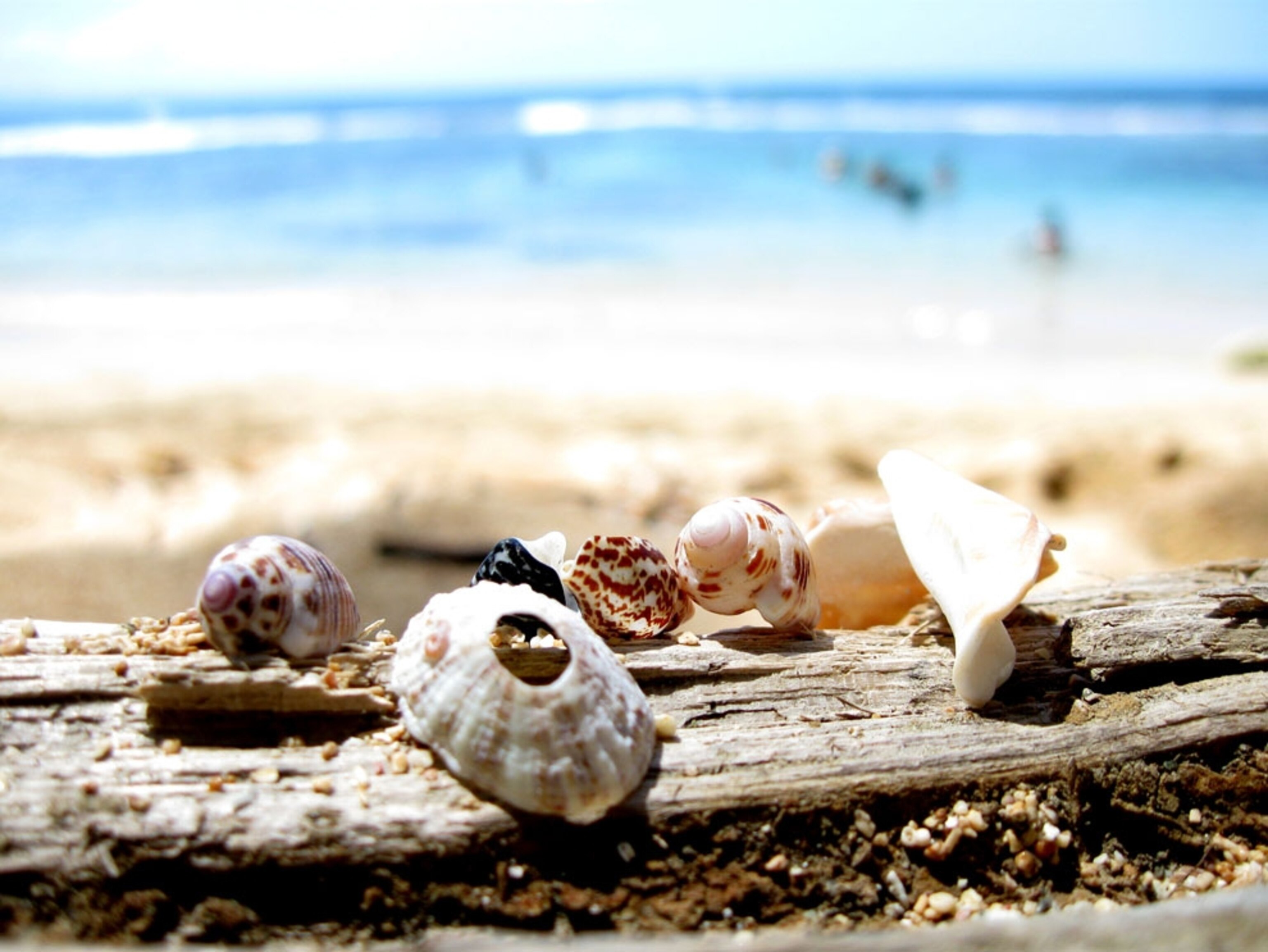 Shells on Manzanillo Beach in Costa Rica