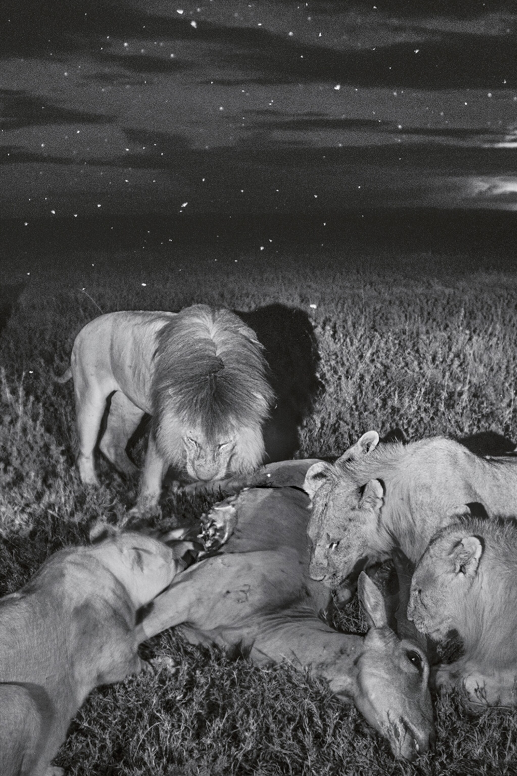 Do Lions See In Black And White