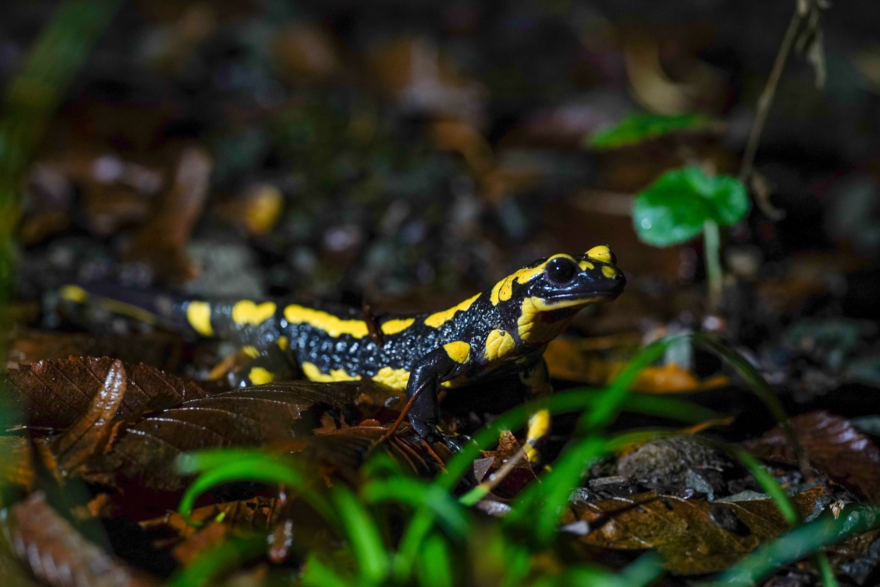 The biofluorescent fire salamander has the ability to absorb light at one wavelength and emit it at a different wavelength.
