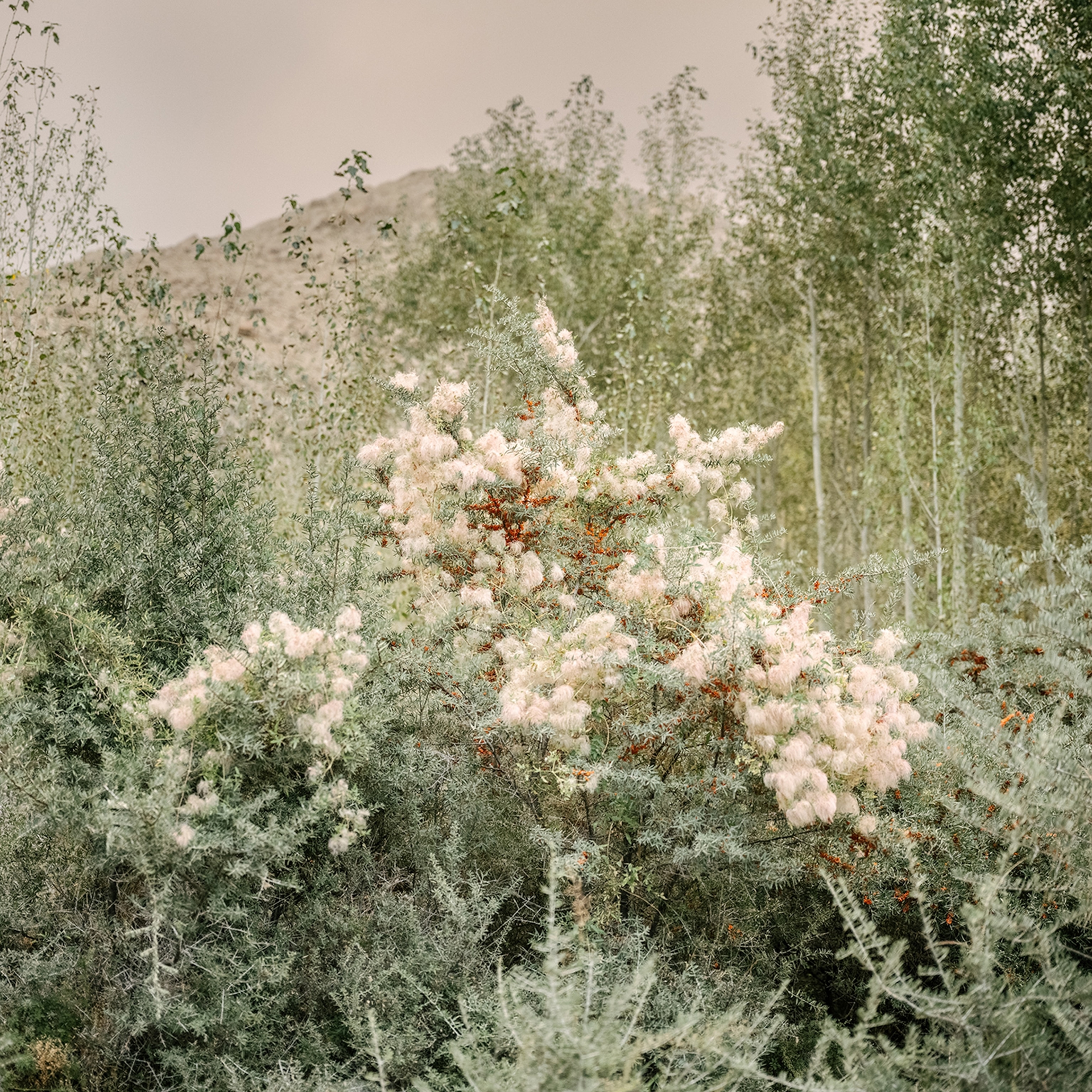 A green plant with white ends in the foreground and a trees and mountain in the background.