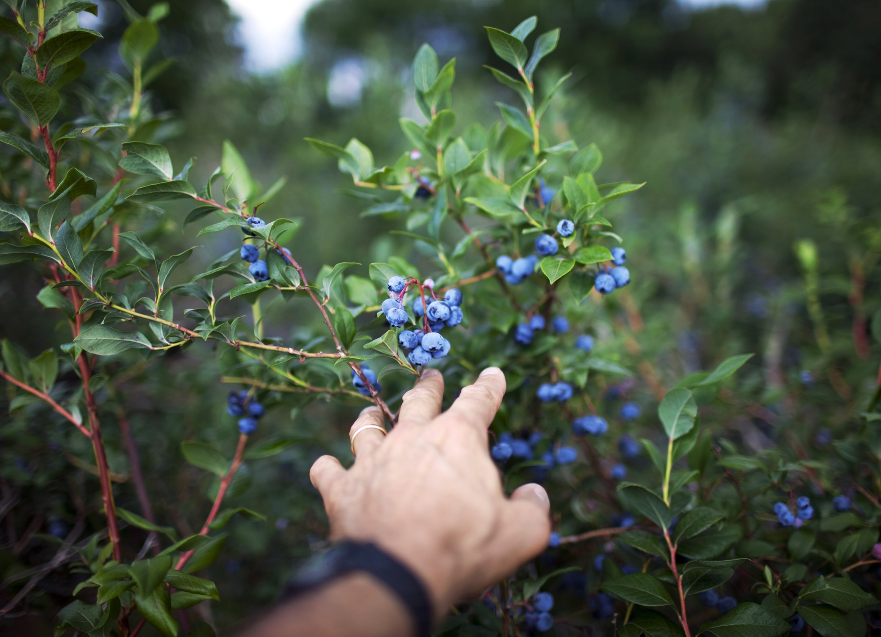 CHARLOTTE, VT - AUGUST 6: Blueberries are picked by hand August 6, 2010 at the Charlotte Berry Farm in Charlotte, Vermont.