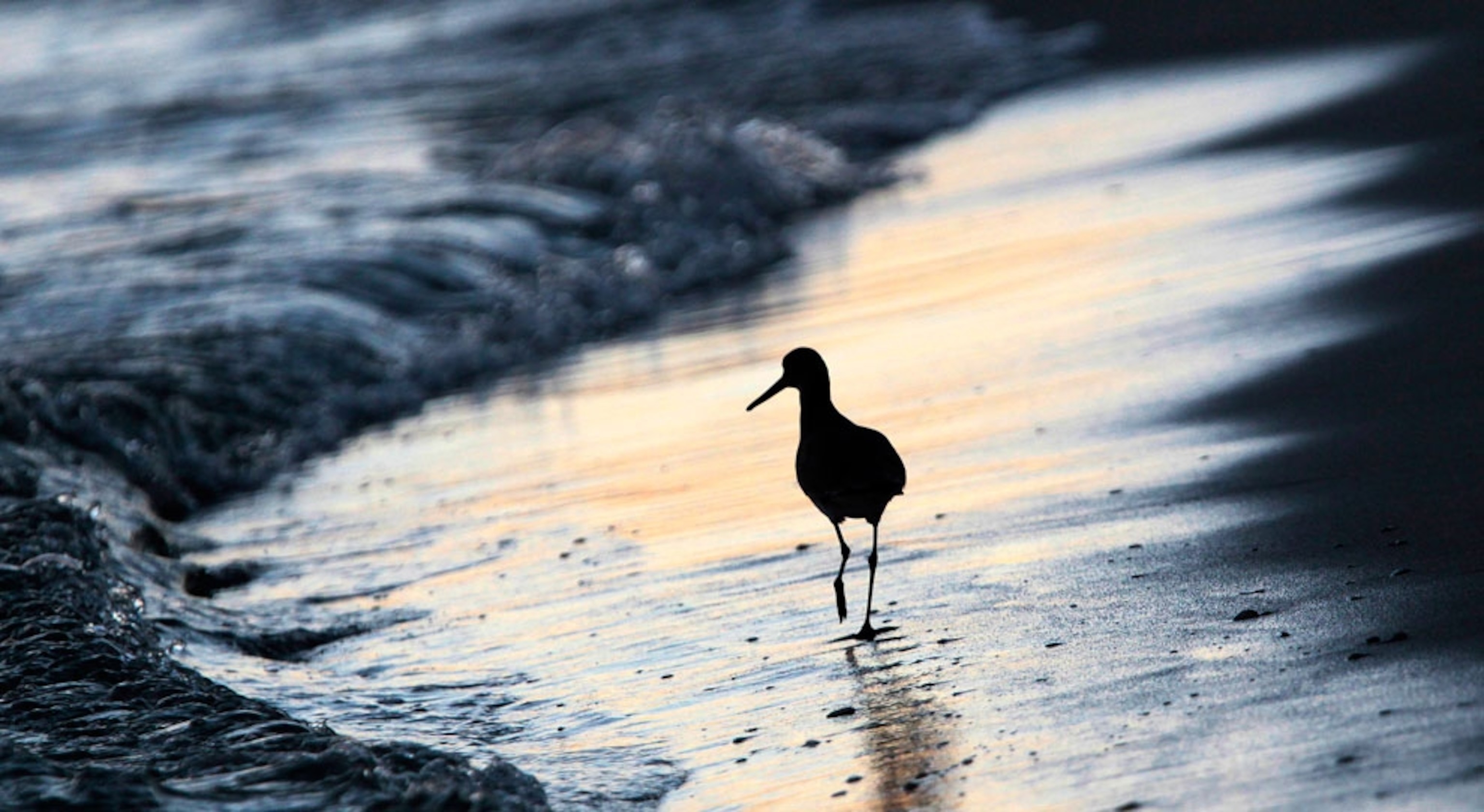 A bird searches for food in the surf in Orange Beach, Alabama