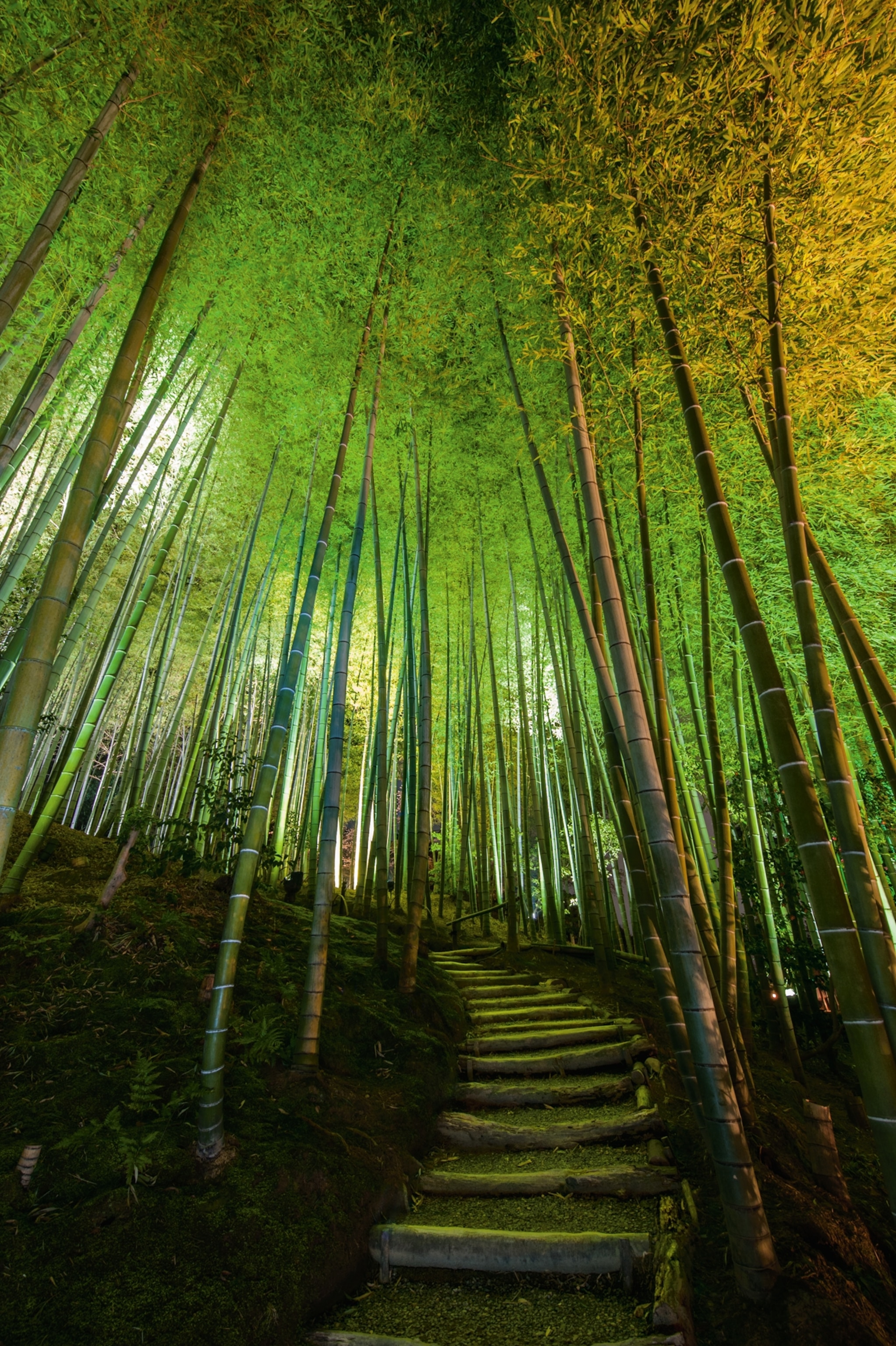 Bamboo in Kyoto