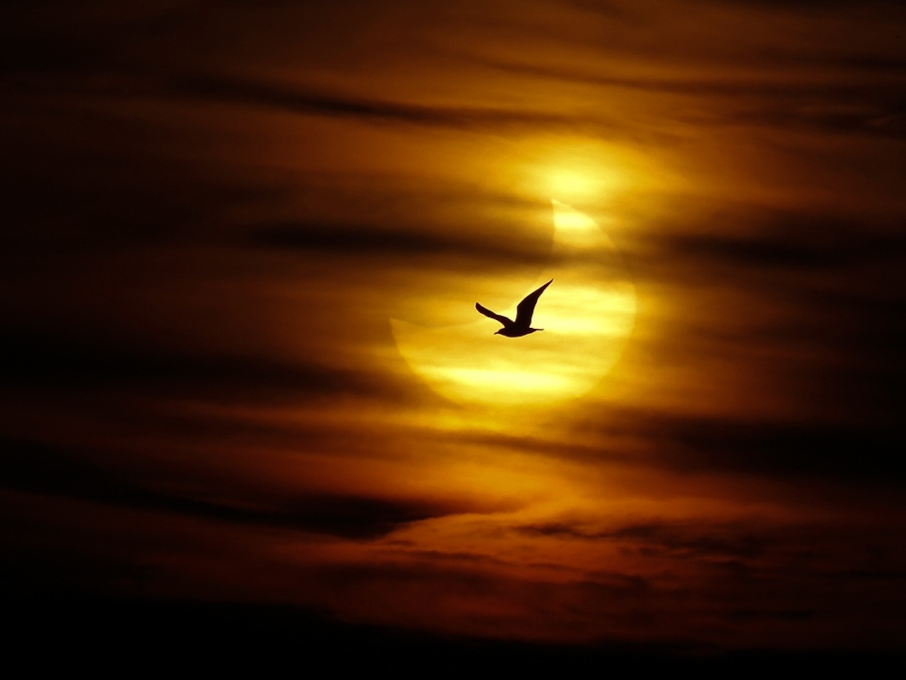 Seagull in front of a partial solar eclipse (picture).