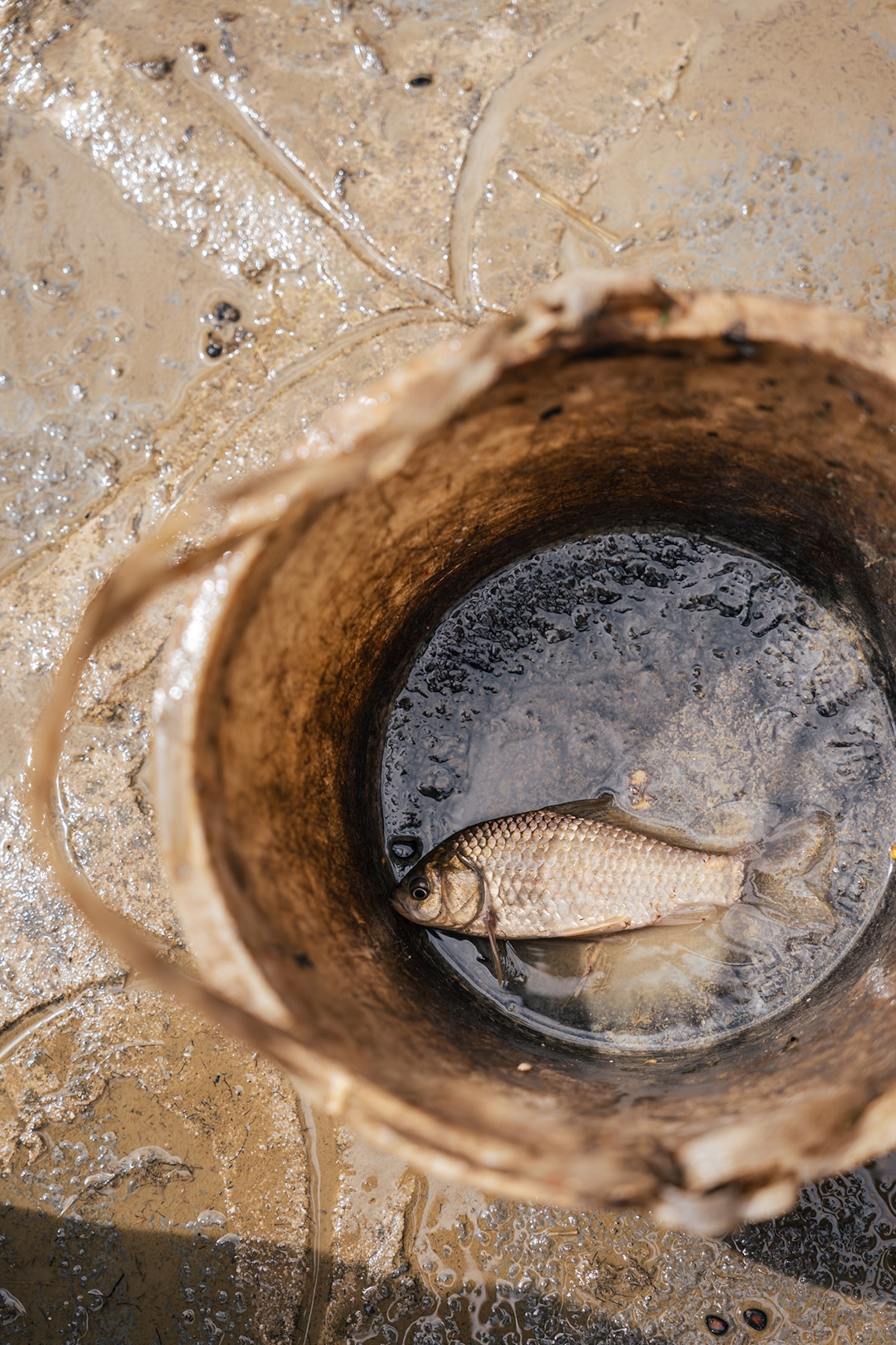 A close-up of a couple of dead fish in a simple wooden bucket in shallow water.