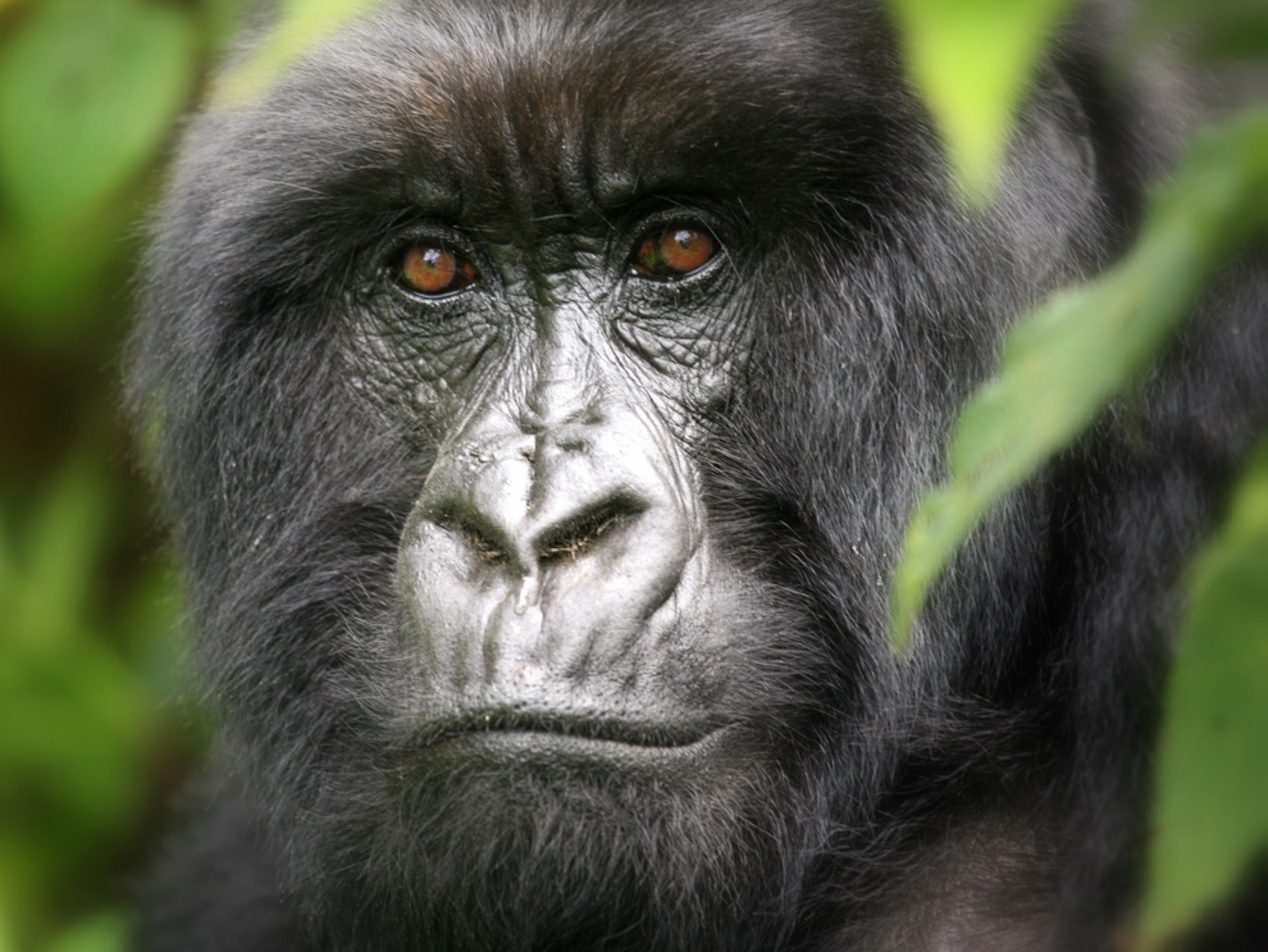 The face of a female mountain gorilla
