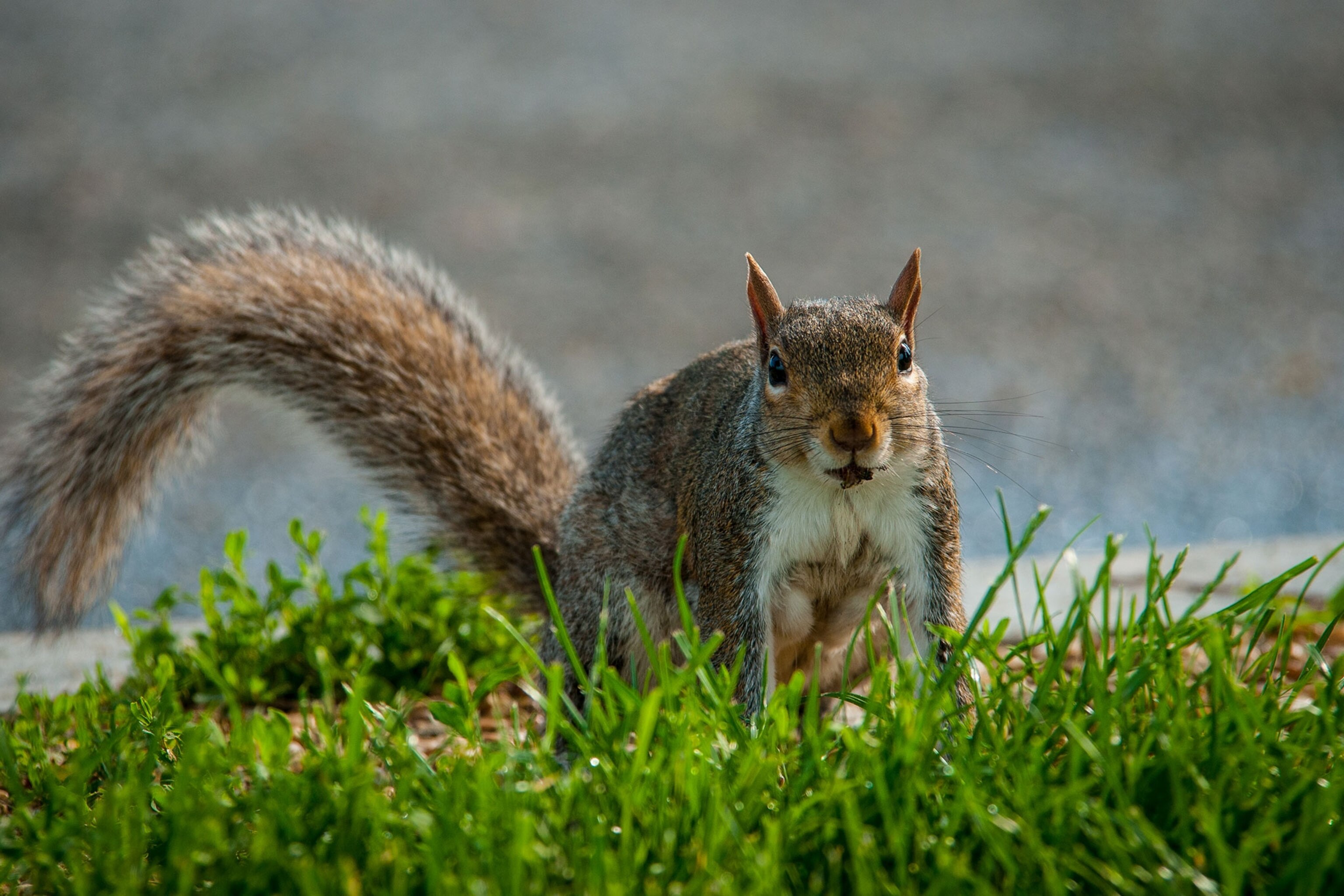 Gray Squirrels Are Smarter Than Red Squirrels