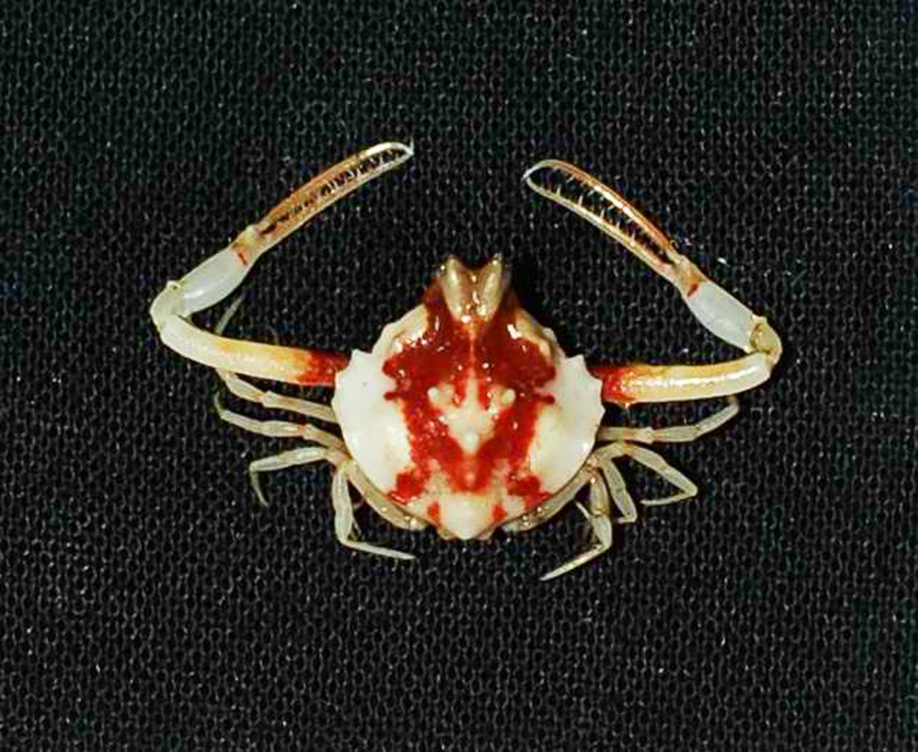 a deep-sea crab found in the Philippines