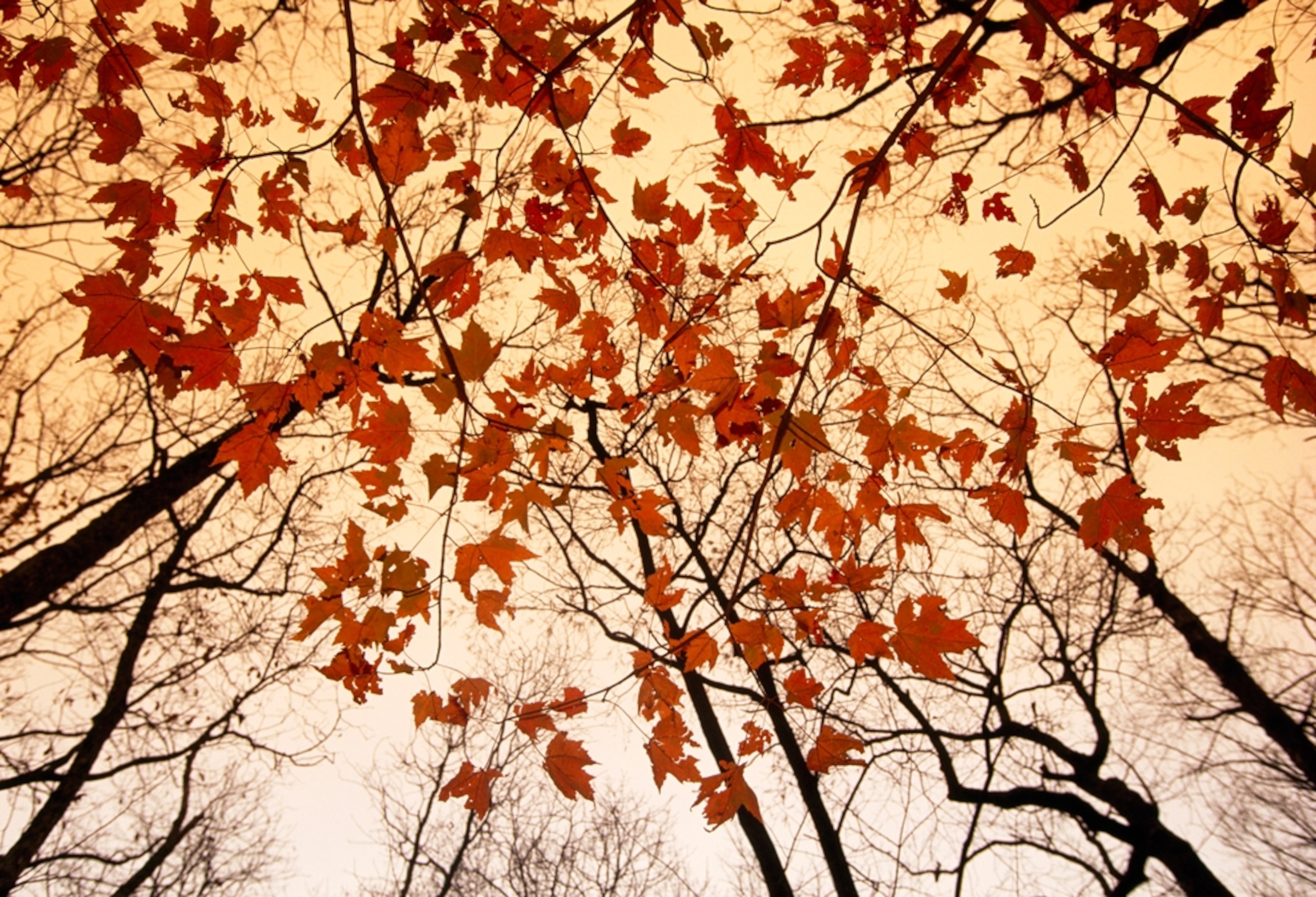autumn leaves, Chattahoochee-Oconee National Forest