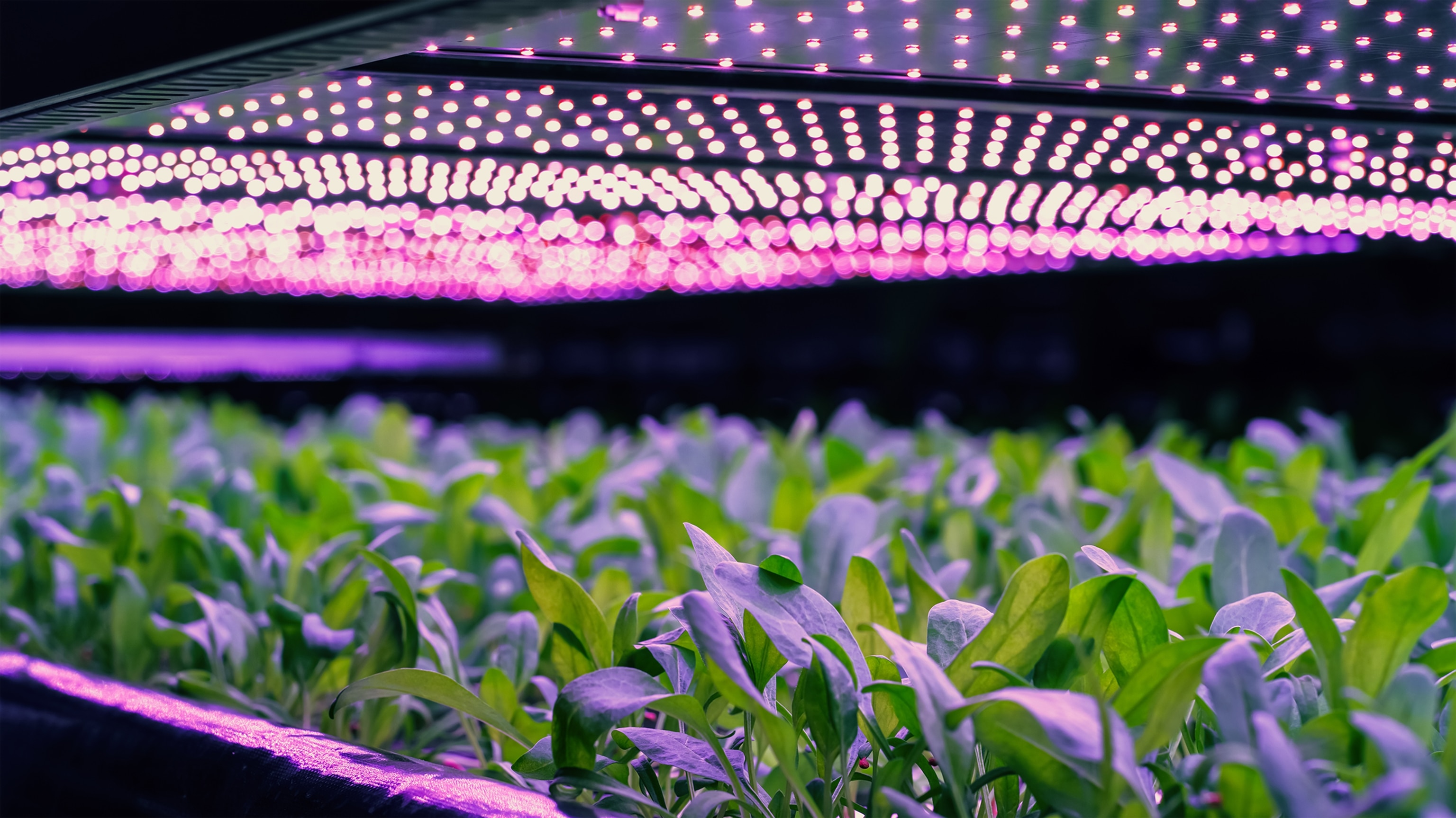 Growing plants indoors using vertical farming methods.