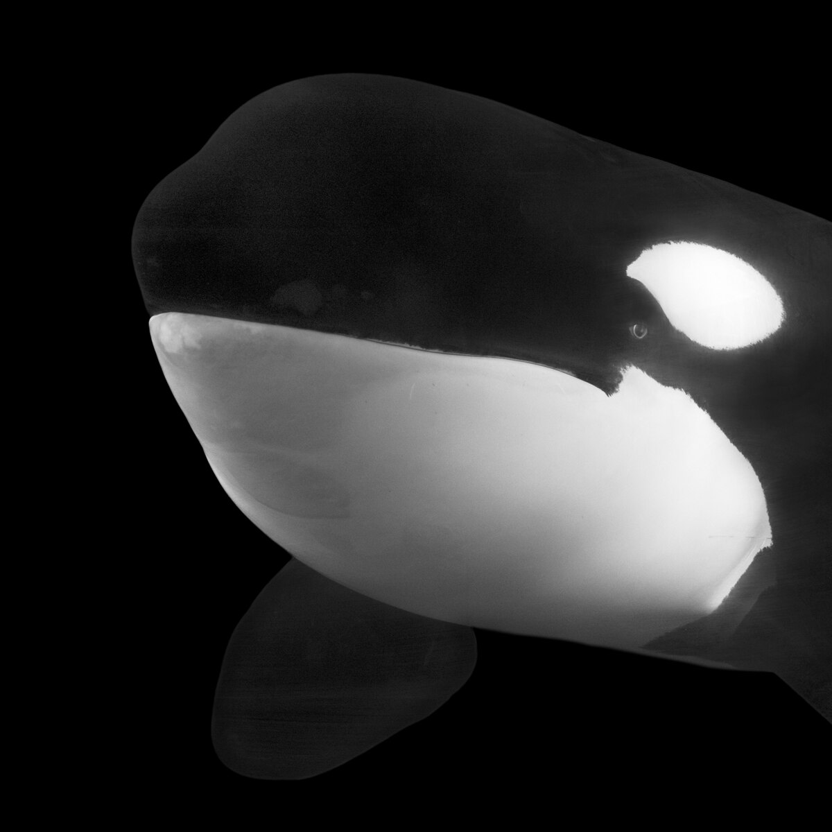 Orcas (Killer Whales): Facts and Information