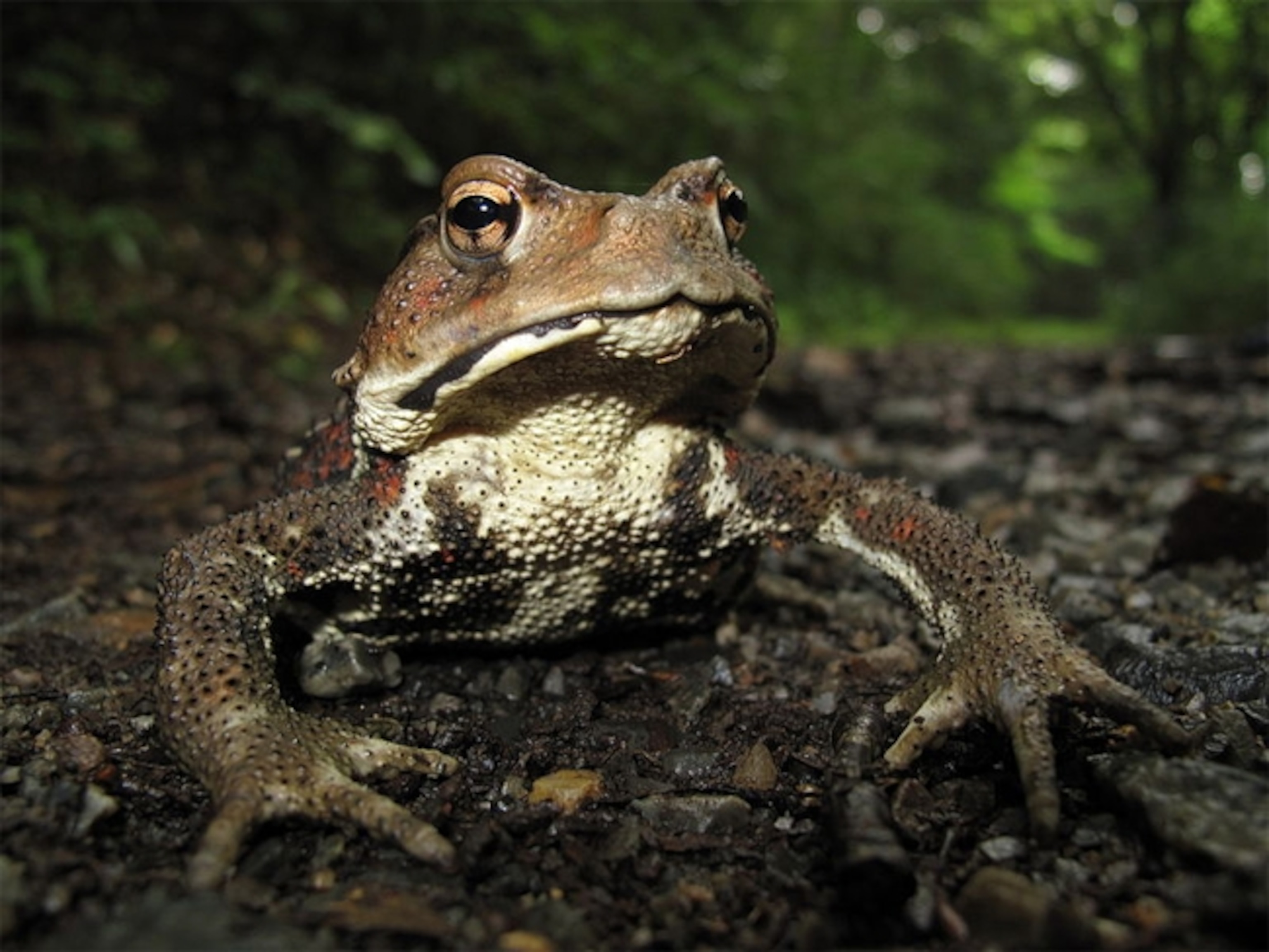 Japanese common toad. Credit: Yasunori Koide
