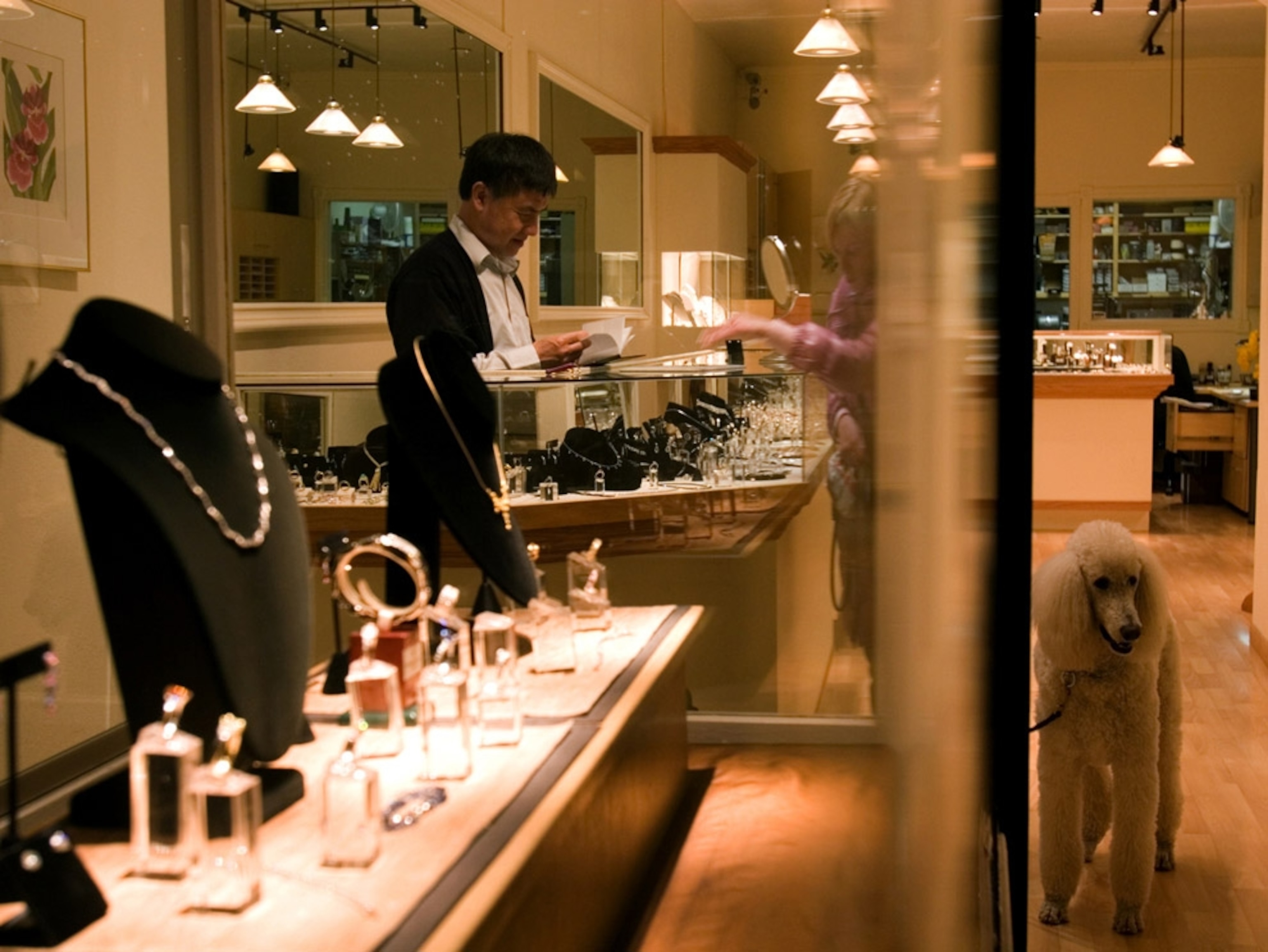 Poodle in jewelry store