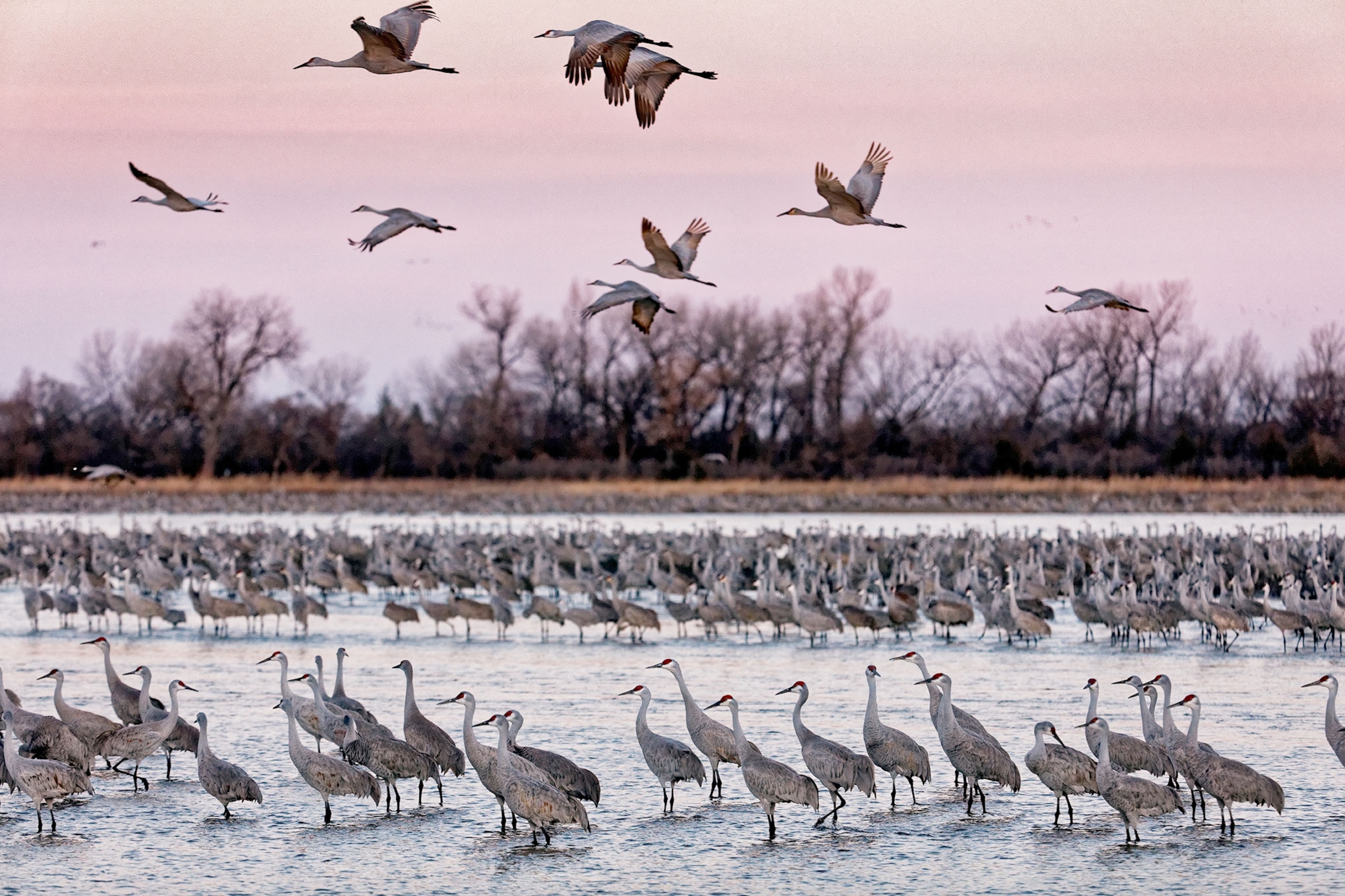 A large flock of birds under a lavender pink sky.