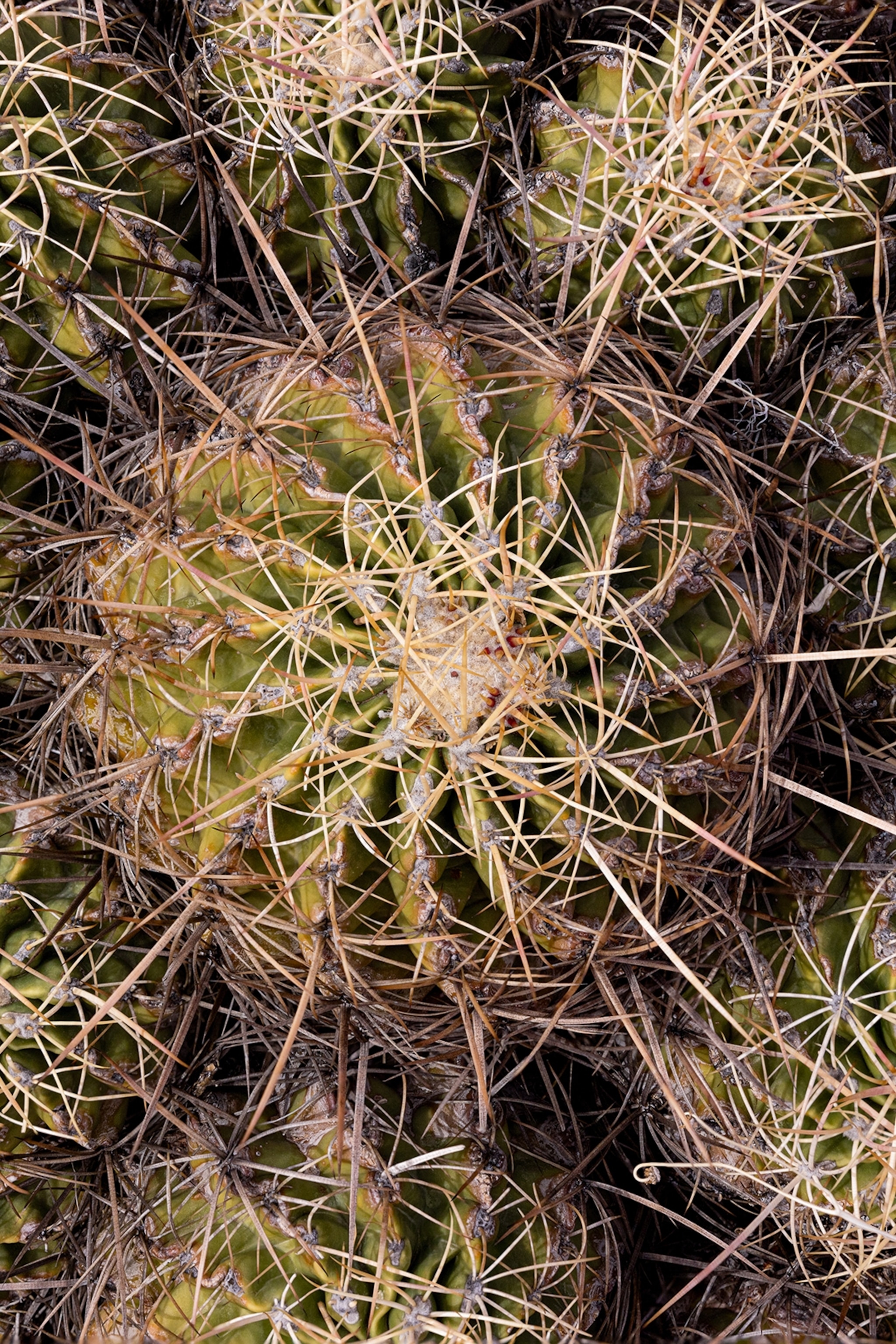 A close-up shot of a round cactus in close proximity to others.