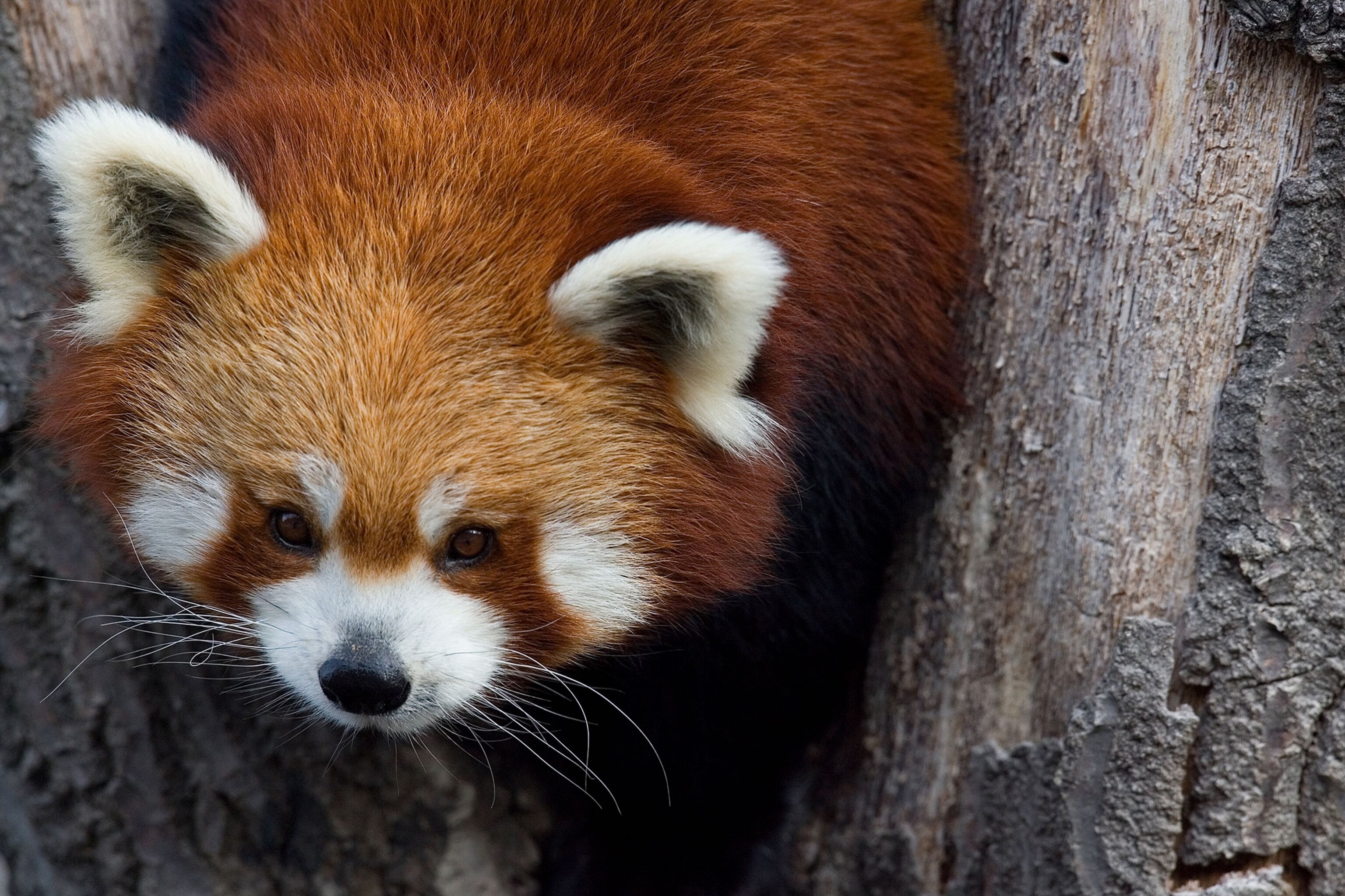 red panda