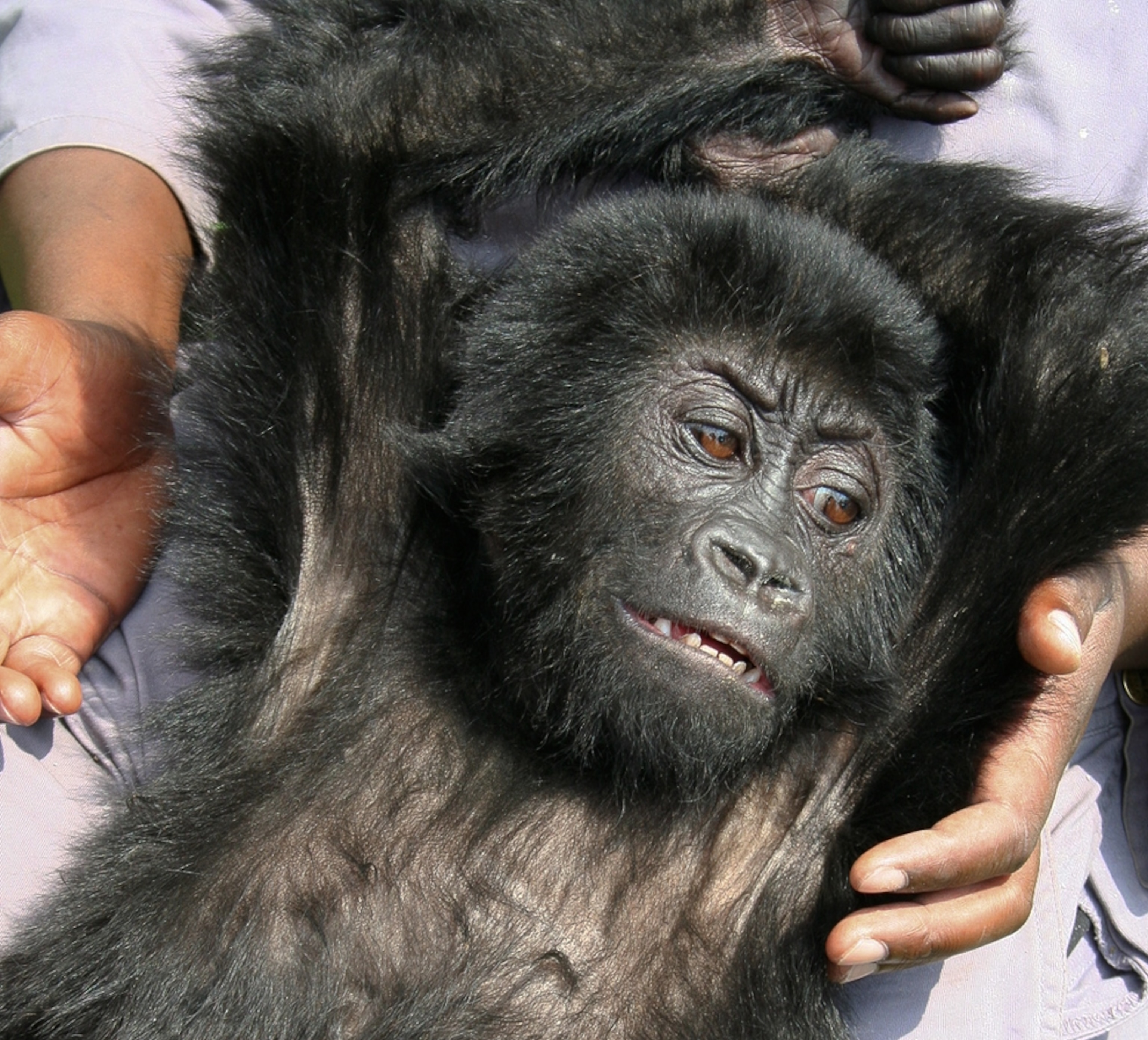 Baby gorilla picture: gorilla rescued from poachers