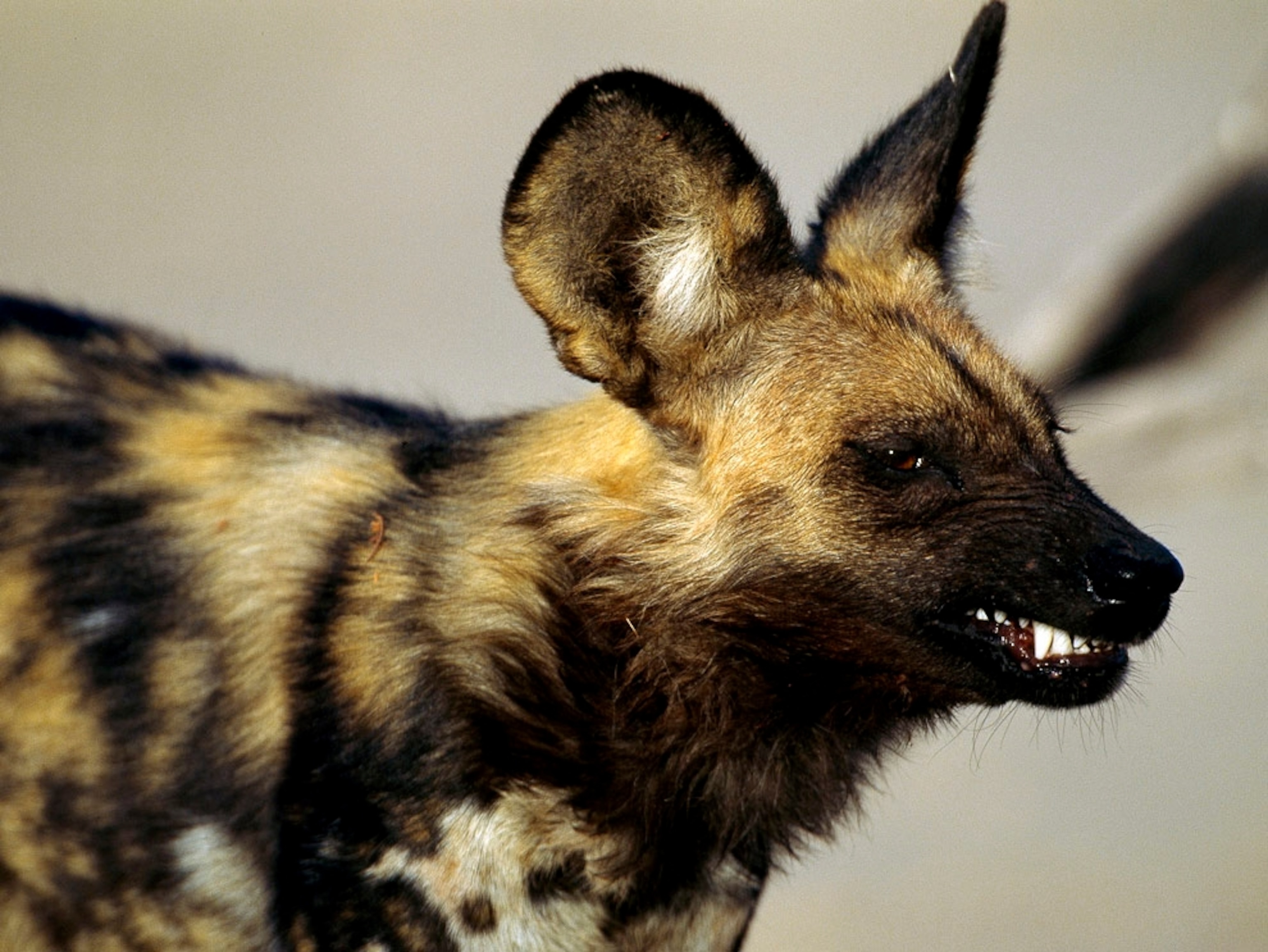 African wild dog sitting in the grass