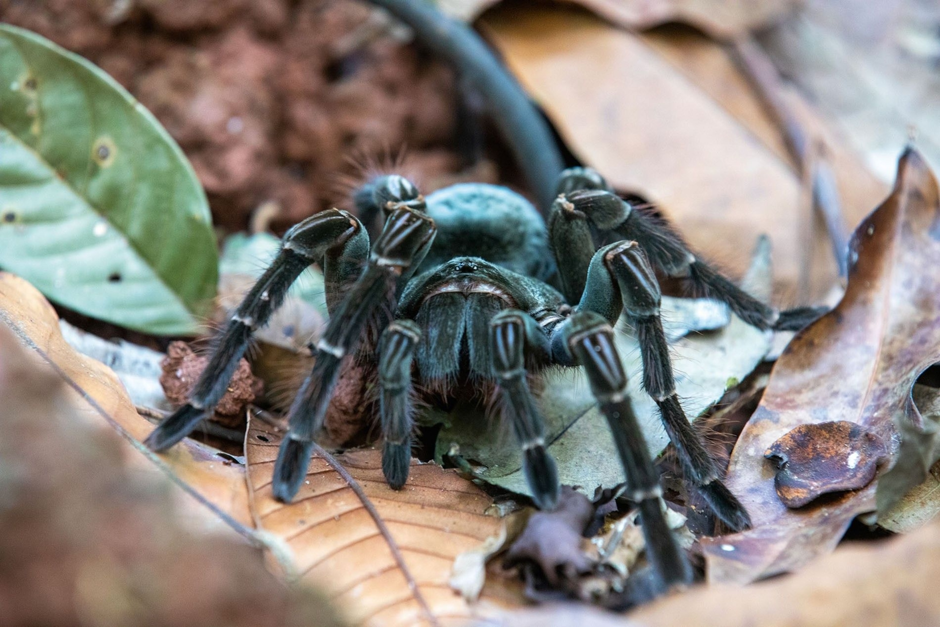 Goliath birdeater, a thriving population of which live in the Guyanese rainforest.