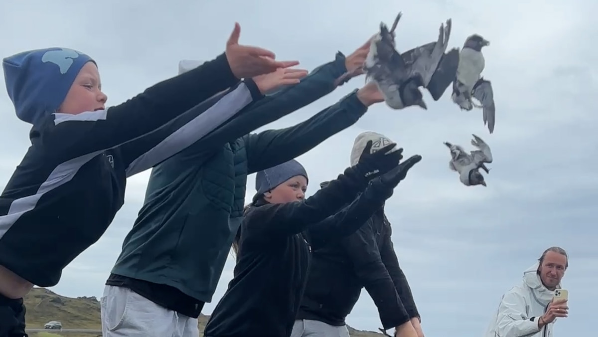 It's 'throw a baby puffin off a cliff' season in Iceland