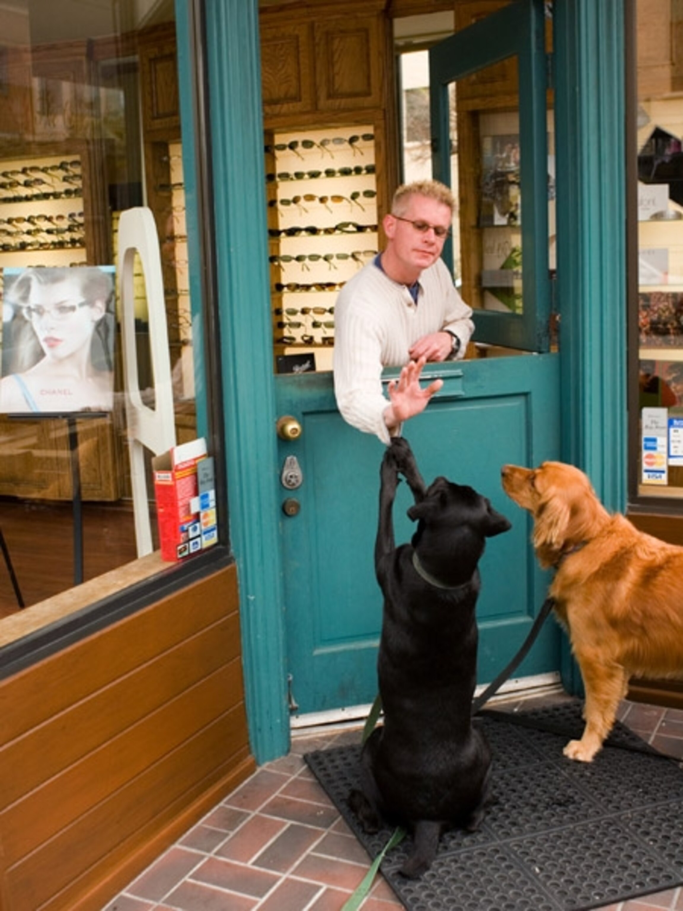 Dogs in Marina District shops