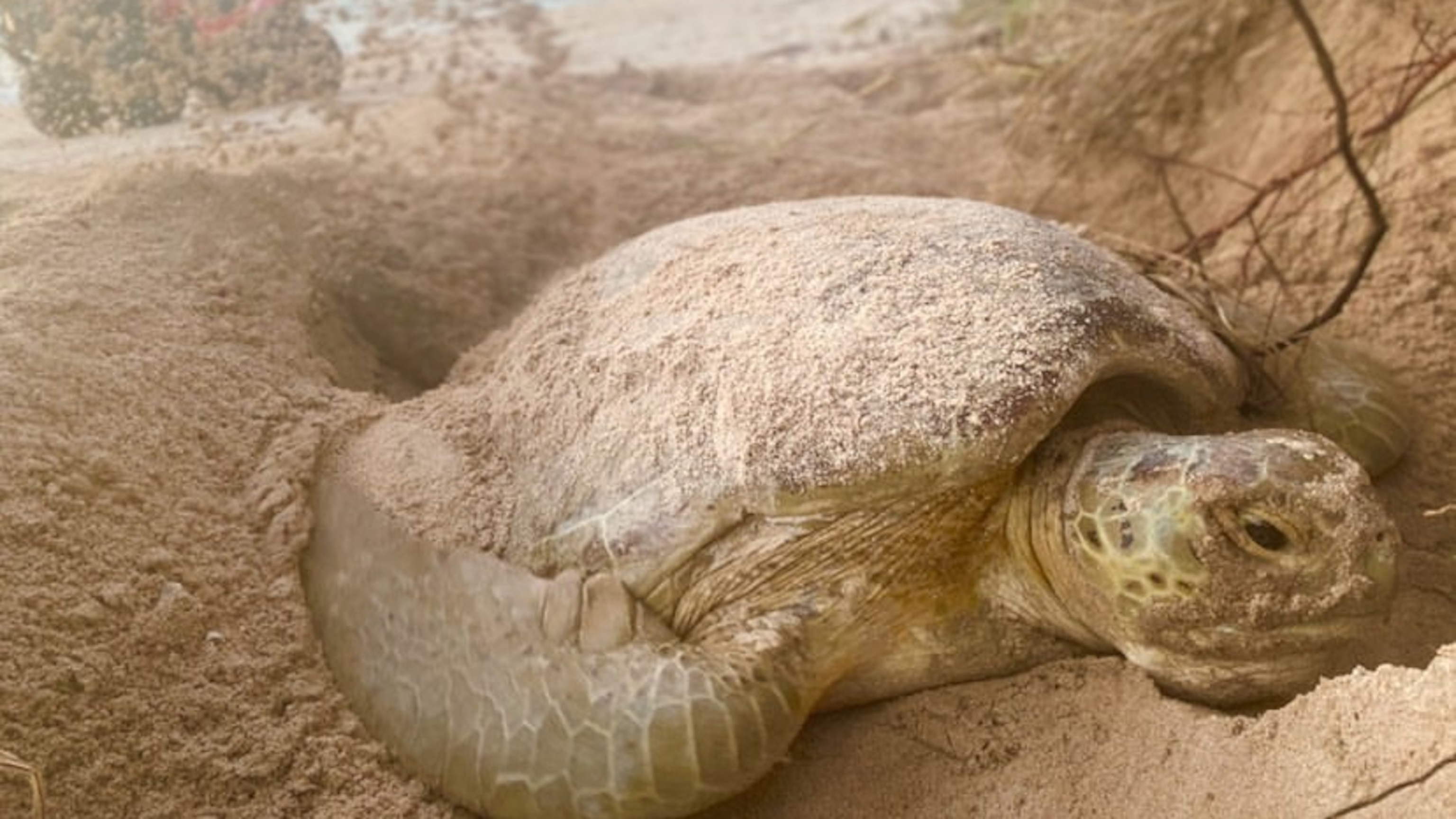 Florida could see a sea turtle baby boom thanks to pandemic