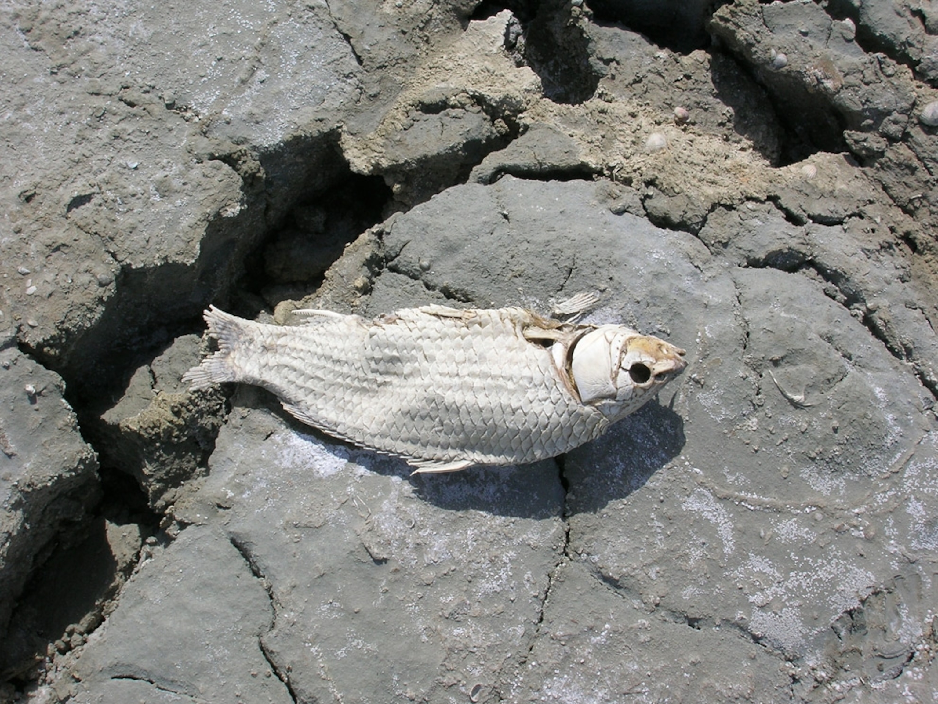 A dead fish on a dry seabed