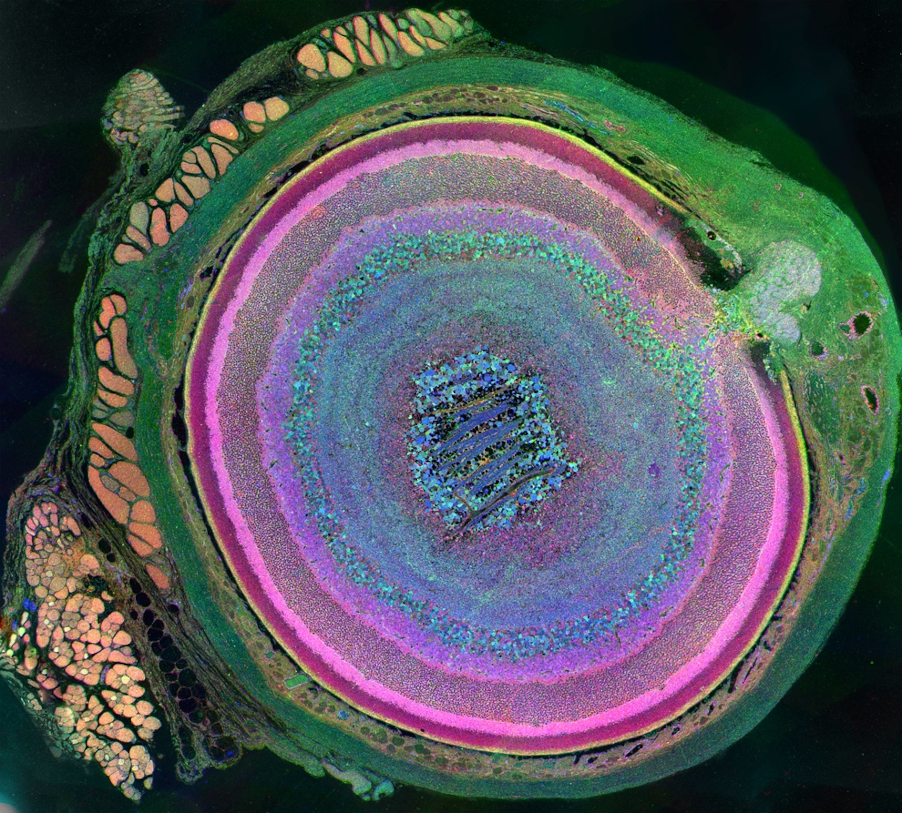 Mouse eye picture: one of the best science pictures of 2011