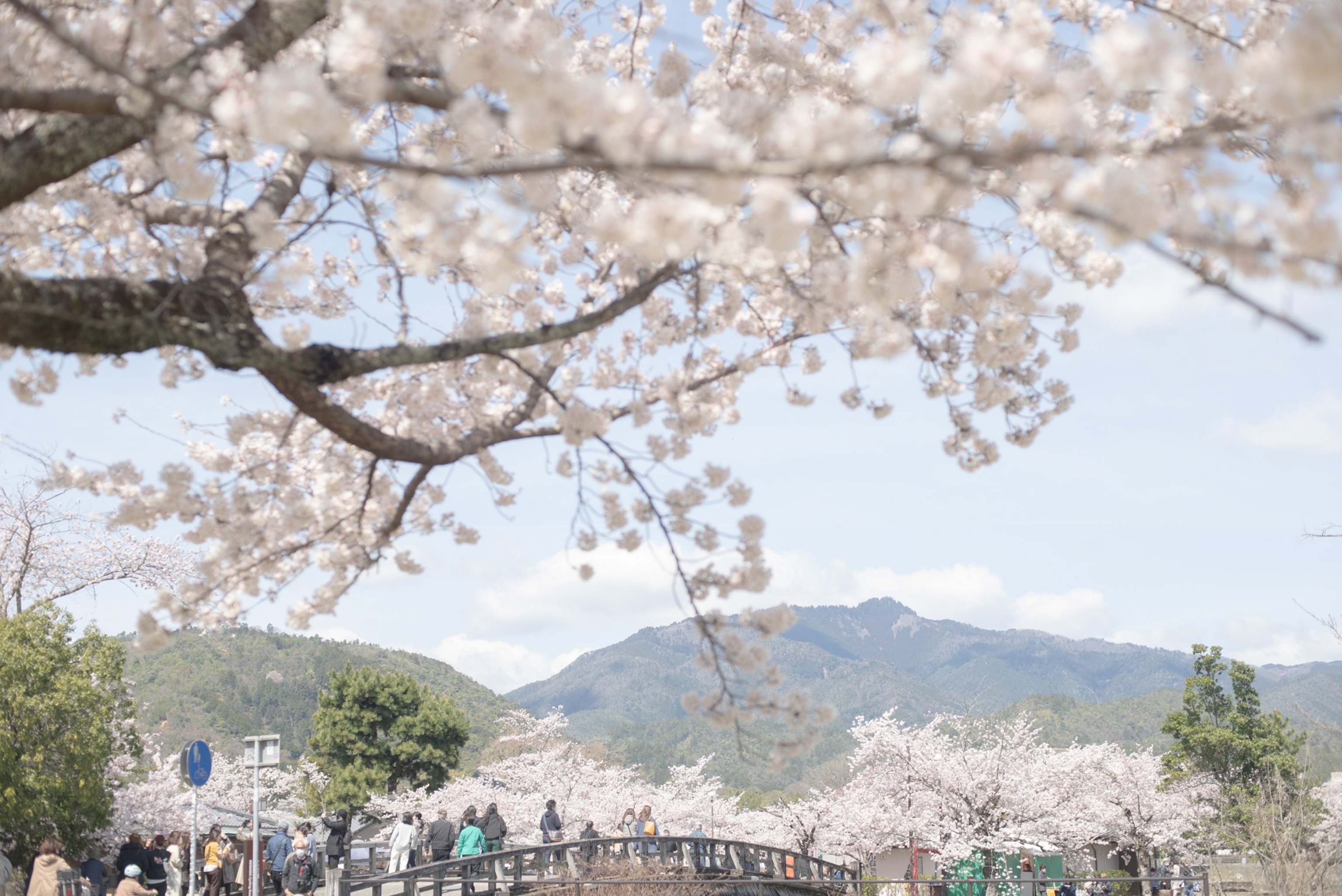 People walking over a bridge in front of blooming pink cherry blossoms.
