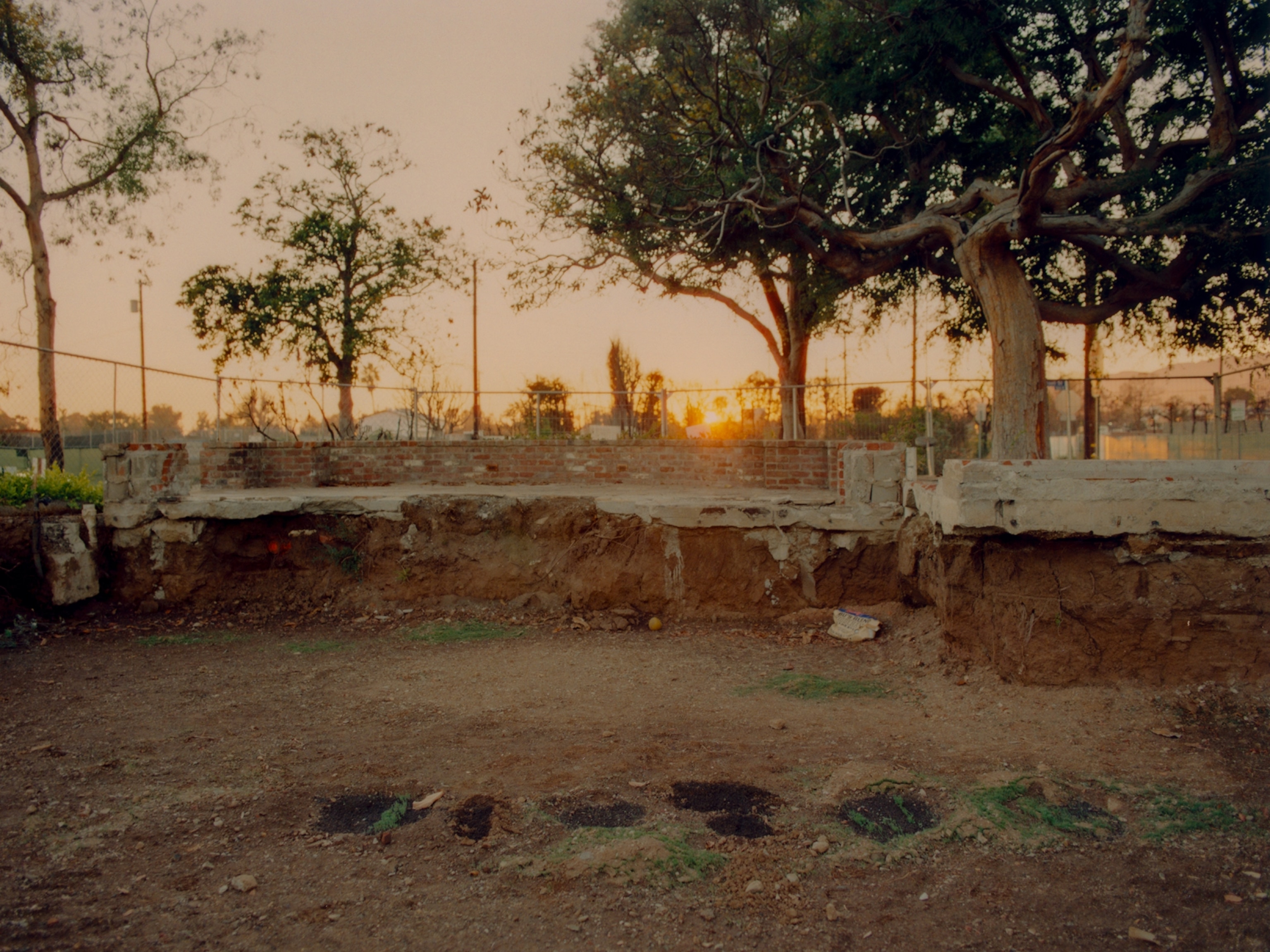 New growth lot where the author’s home stood before it was destroyed by the Palisades Fire.