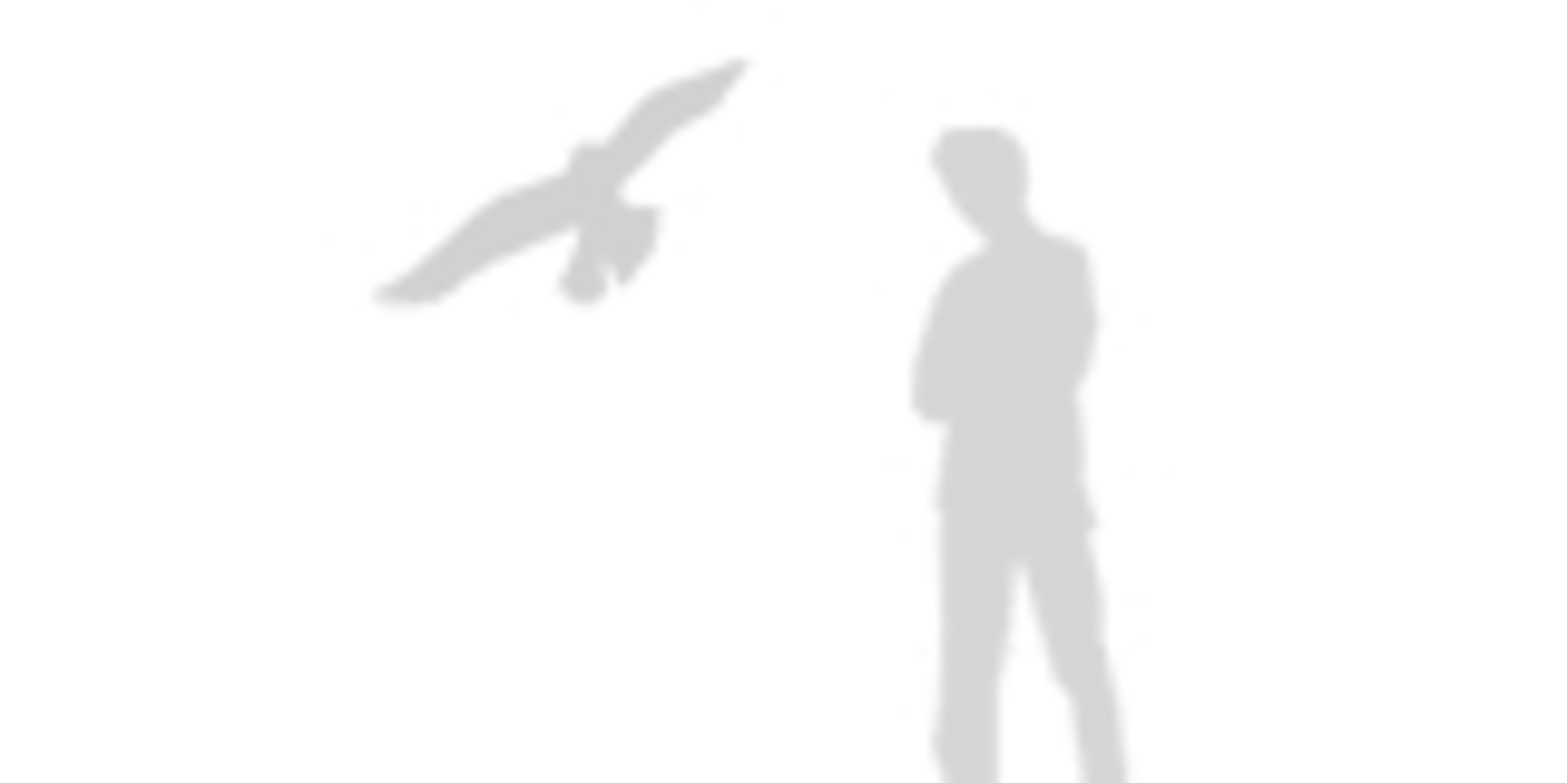 Peregrine Falcon National Geographic