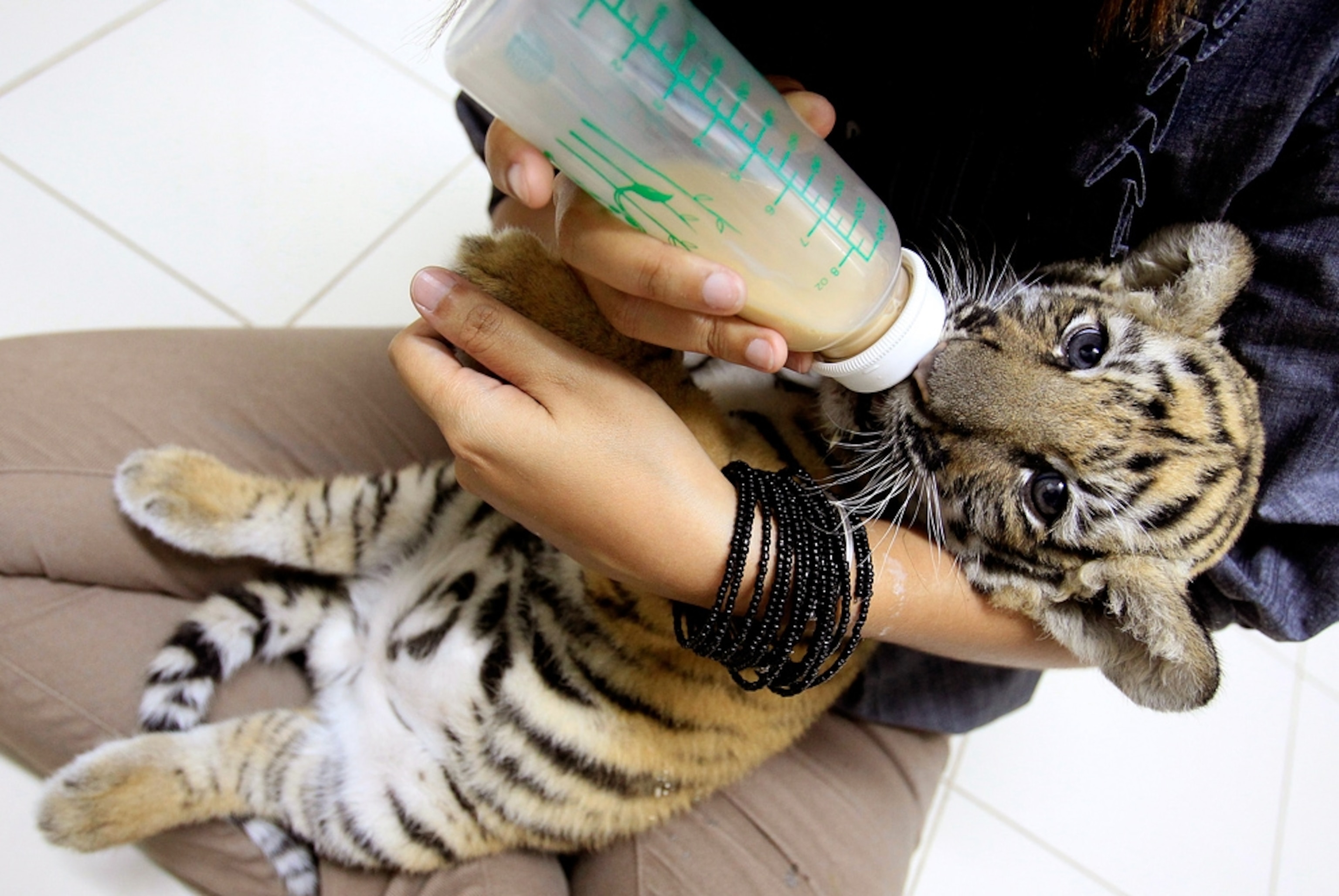 a live tiger cub found among stuffed animals Sunday in luggage at Bangkok's Suvarnabhumi International Airport