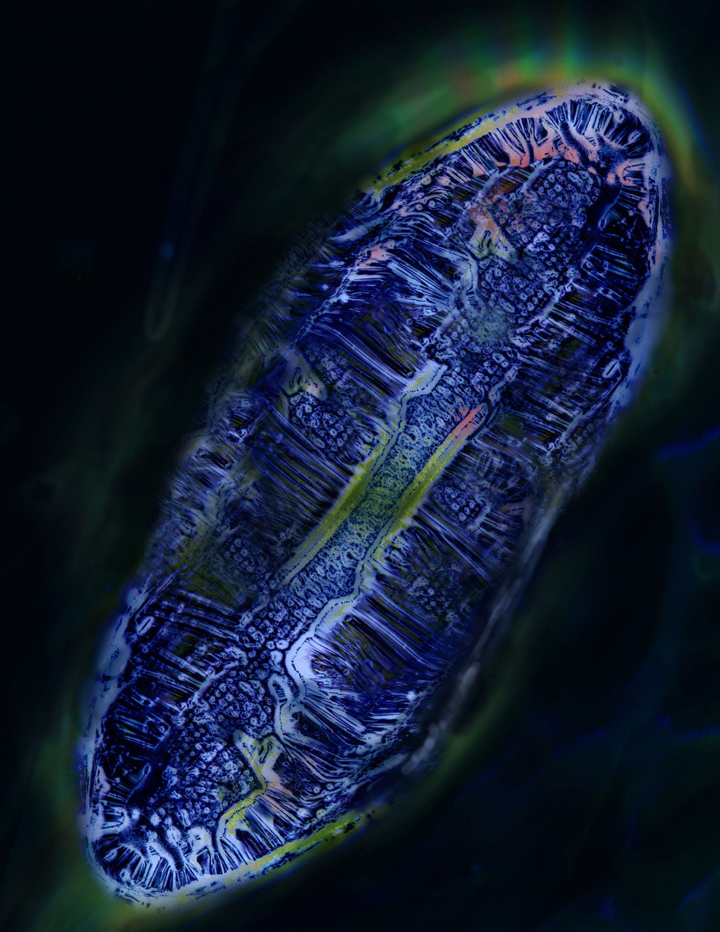 the fluid flow produced by corals.